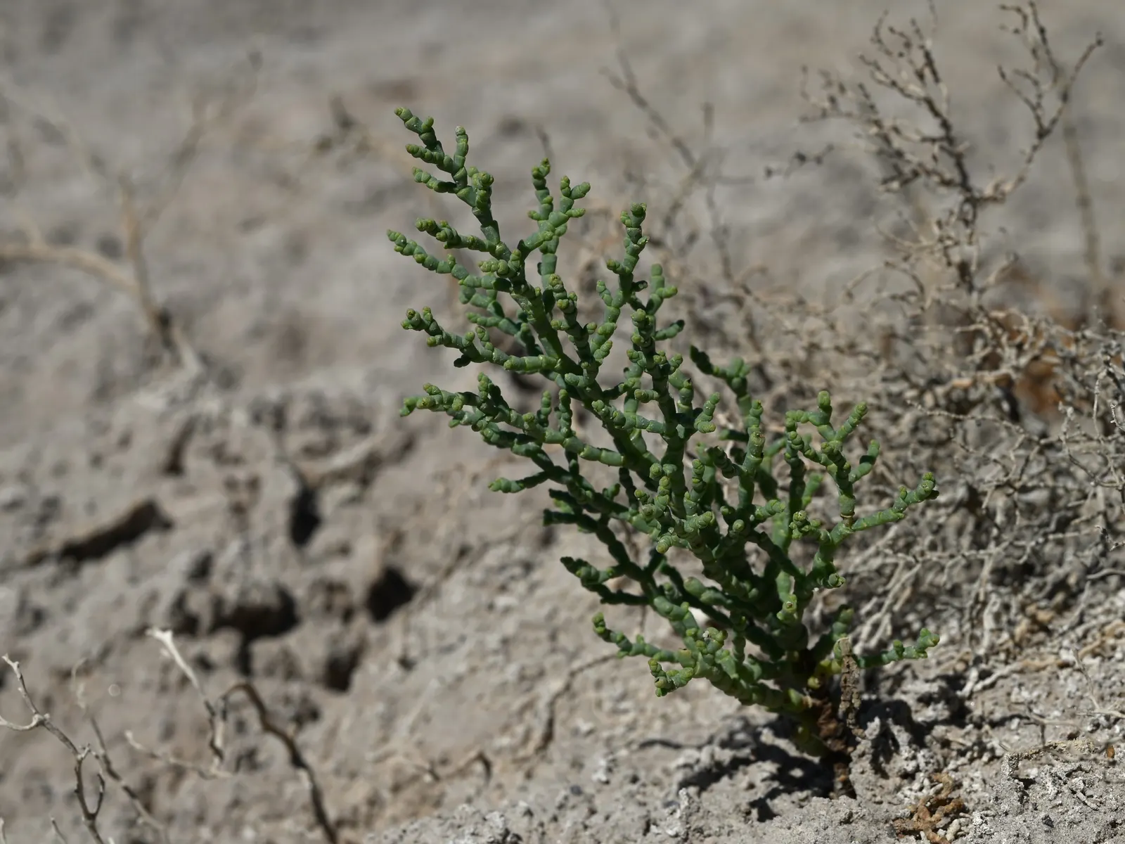 Iodinebush (Allenrolfea Occidentalis) — making it an excellent choice for water-conscious landscapes; seed-containing fruits.<br><br>Hardy in USDA zones 7