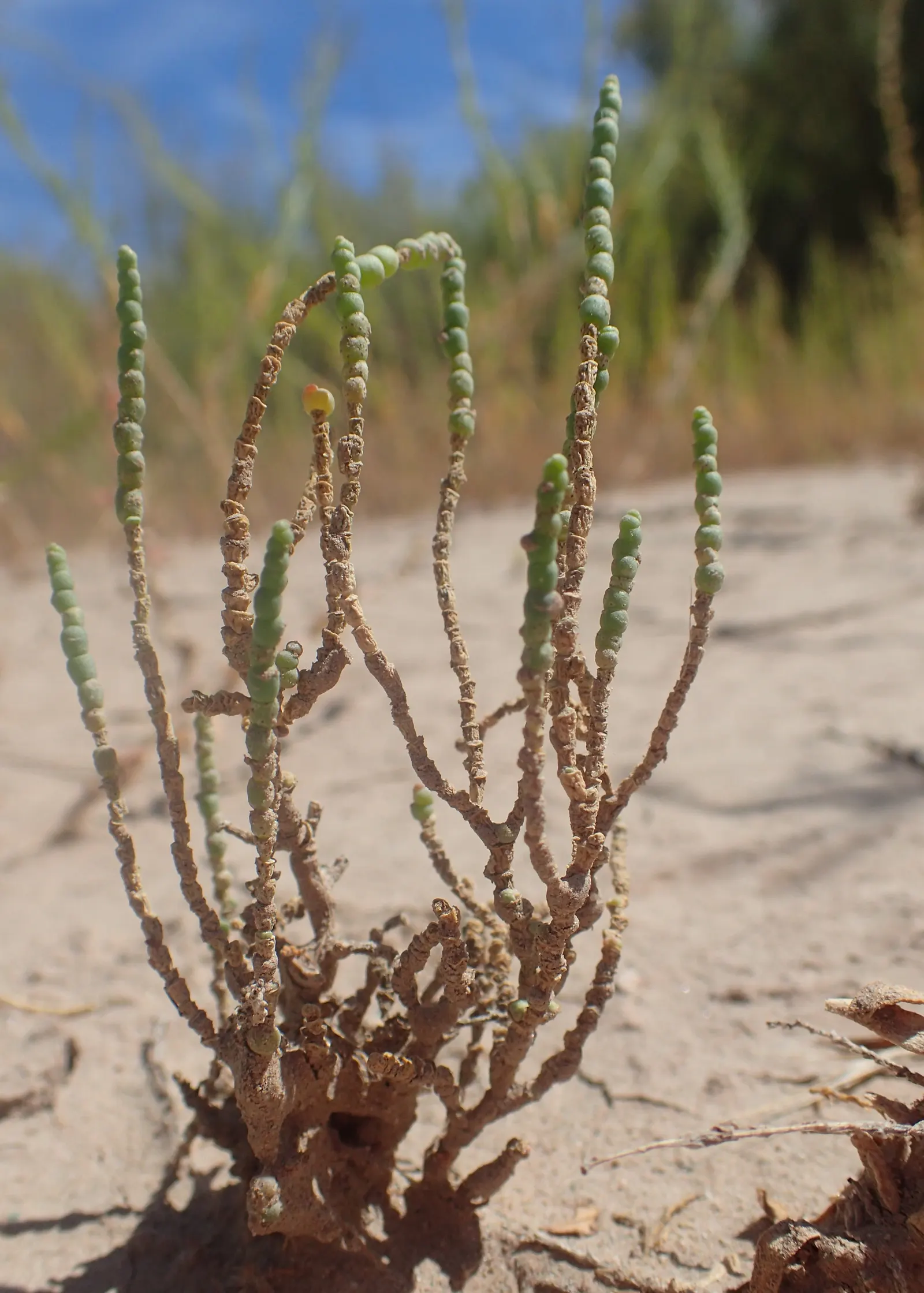 Iodinebush (Allenrolfea Occidentalis) — Iodinebush (Allenrolfea occidentalis) is a hardy, evergreen shrub thriving in arid zones; succulent stems and