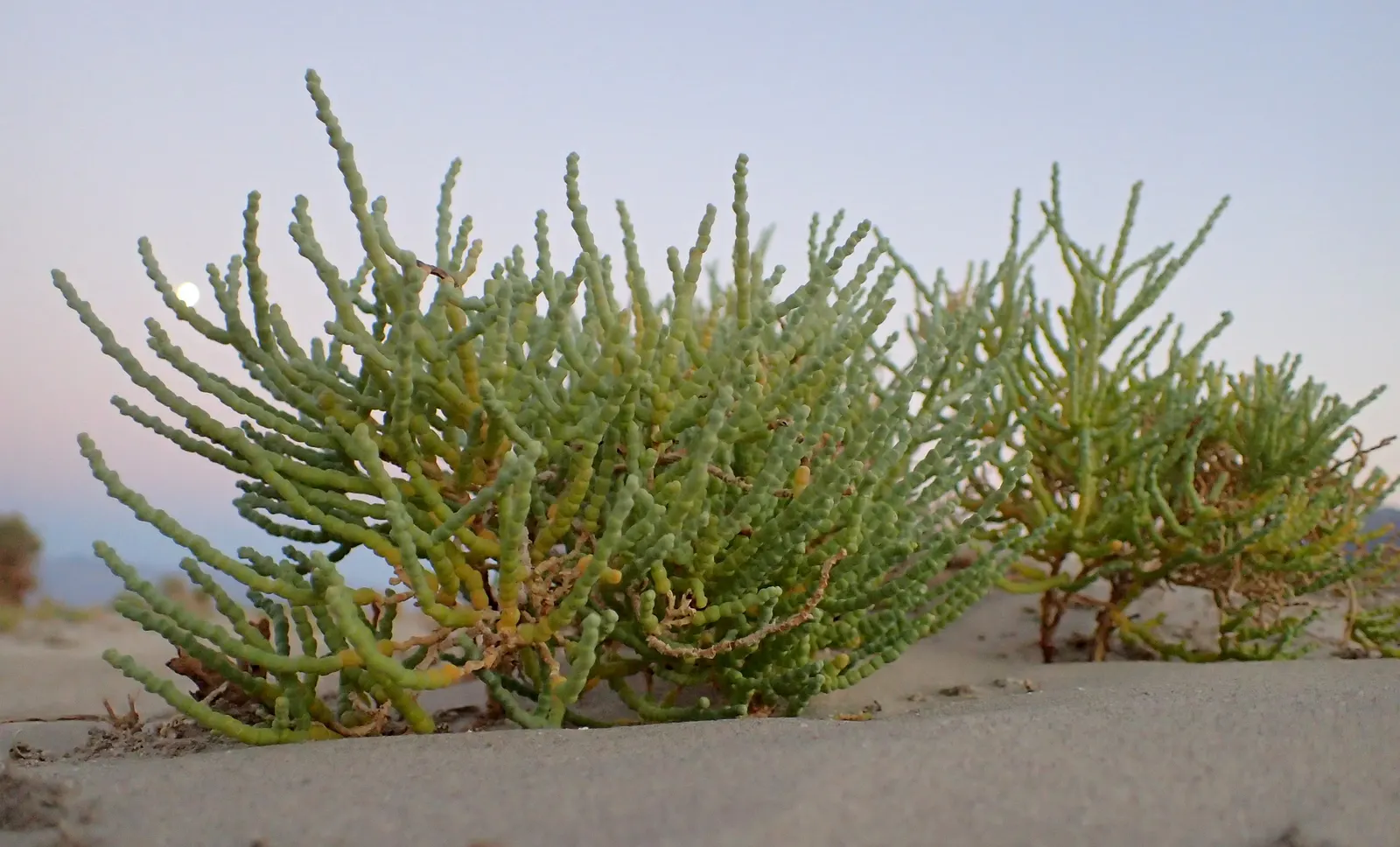 Iodinebush (Allenrolfea Occidentalis) — The plant's color palette ranges from grayish-green to a reddish hue; and it lacks true leaves - a trait that enables