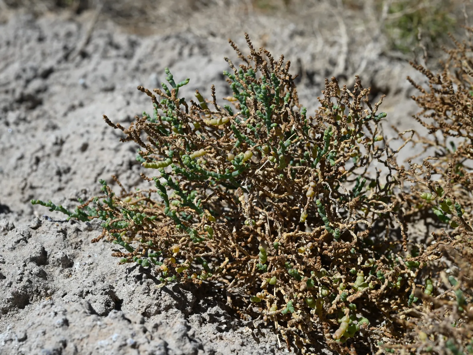 Iodinebush (Allenrolfea Occidentalis) — Adaptable to saline soils; particularly suited for desert garden themes or xeriscaping designs