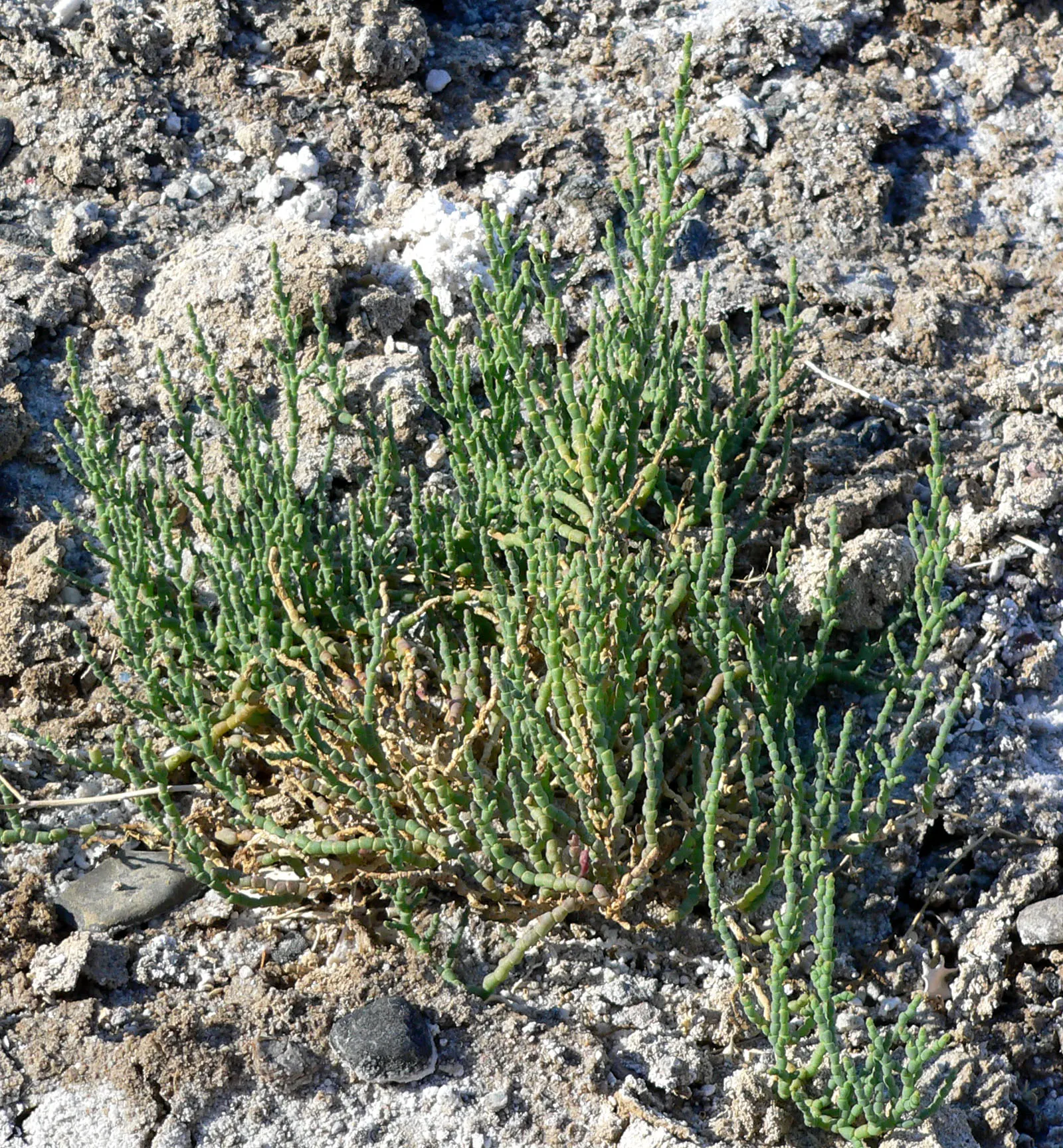 Iodinebush (Allenrolfea Occidentalis) — appearing as small scales on its stems; adaptable to saline soils