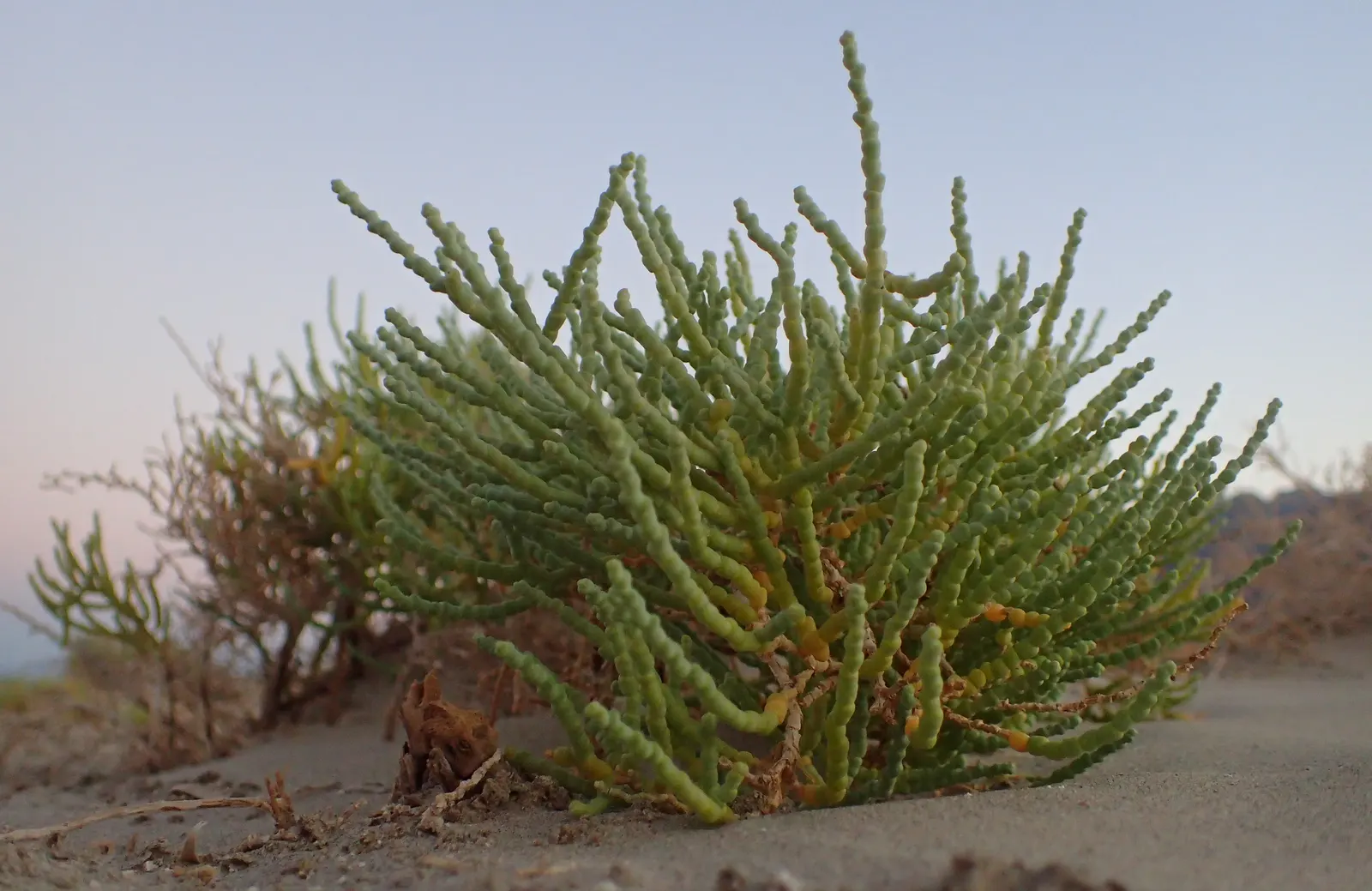Iodinebush (Allenrolfea Occidentalis) — rounded profile approximately 4 to 6 feet in diameter.<br><br>The Iodinebush's foliage is rudimentary; this