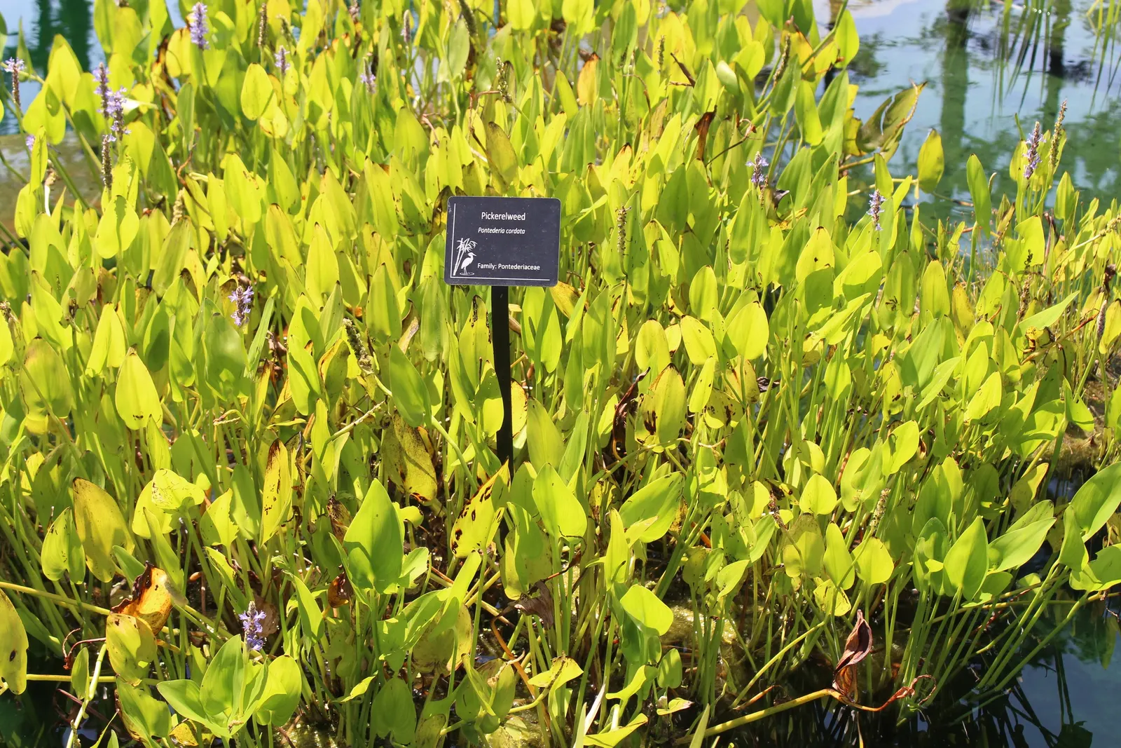 Iodinebush (Allenrolfea Occidentalis) — This low-maintenance halophyte is excellent for xeriscaping and erosion control