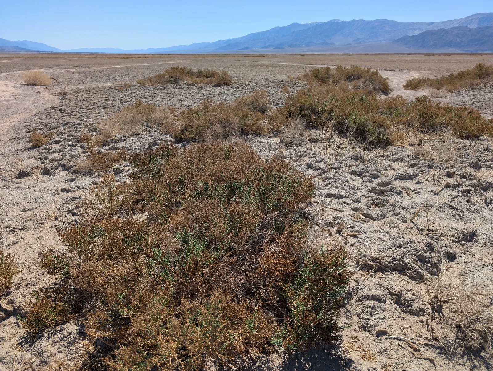 Iodinebush (Allenrolfea Occidentalis) — requiring full sun and minimal water once established