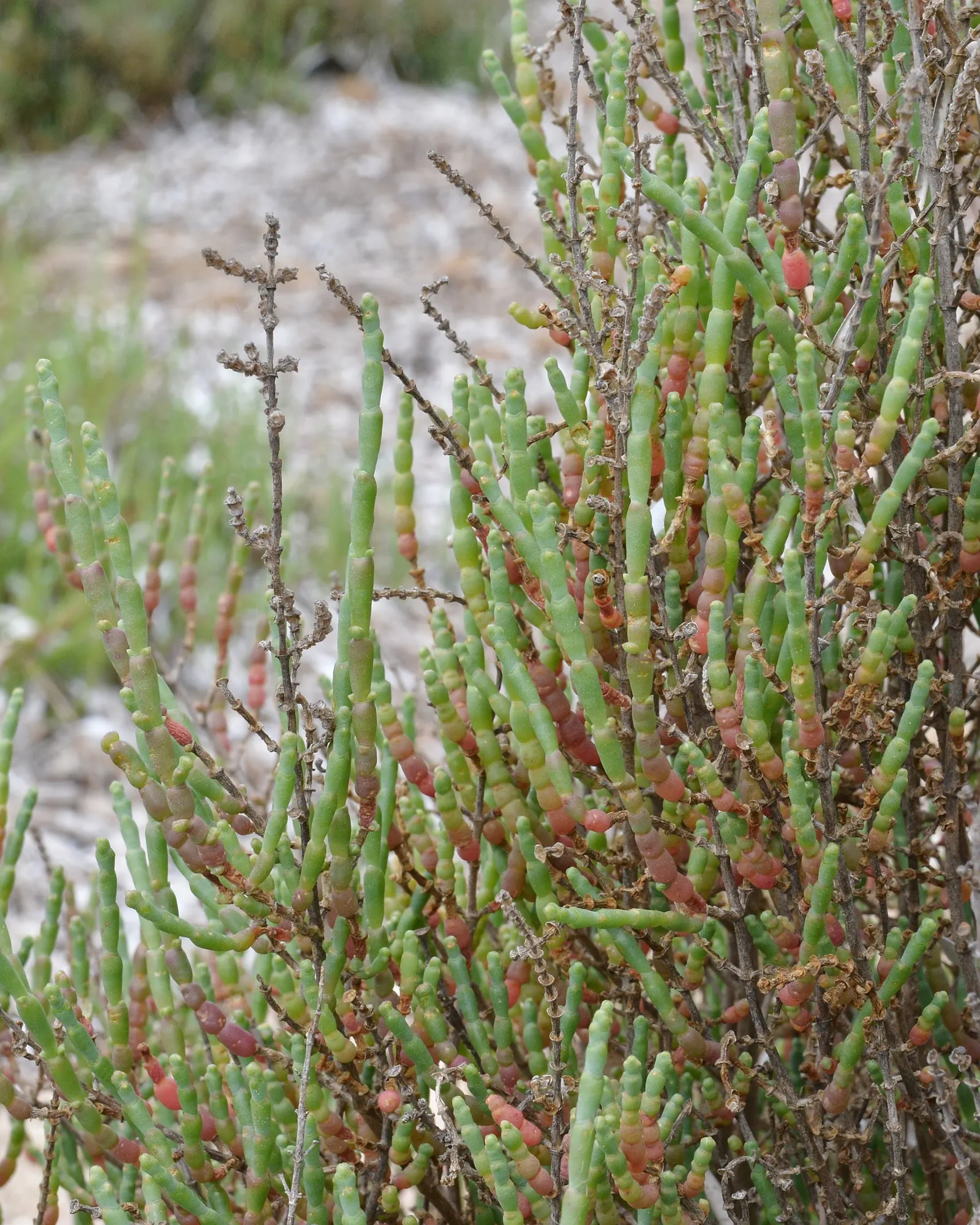 Iodinebush (Allenrolfea Occidentalis) — Adds unique texture and salt-tolerant resilience to landscapes