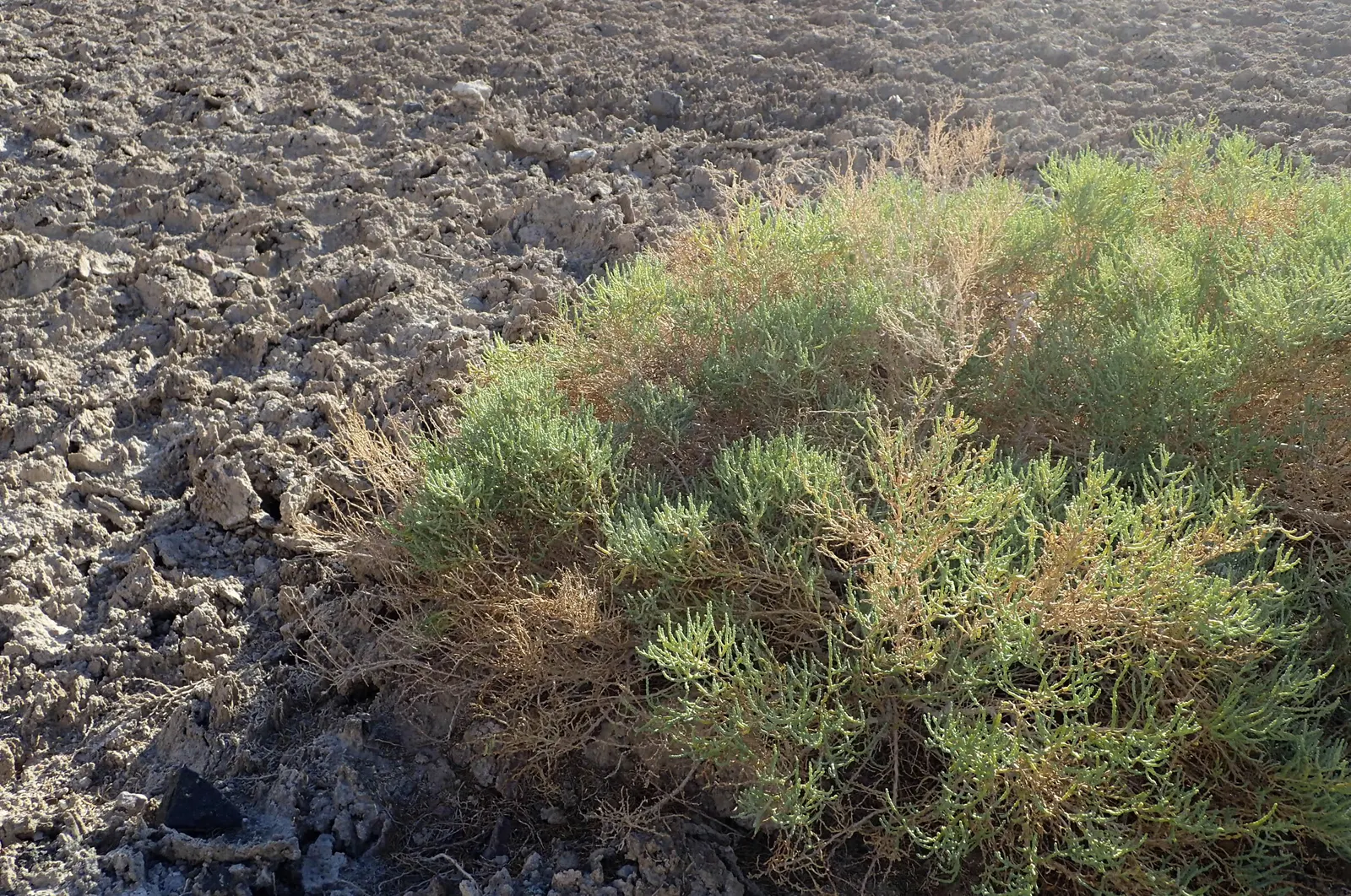 Iodinebush (Allenrolfea Occidentalis) — succulent stems and scale-like leaves that minimize water loss; shrub for full