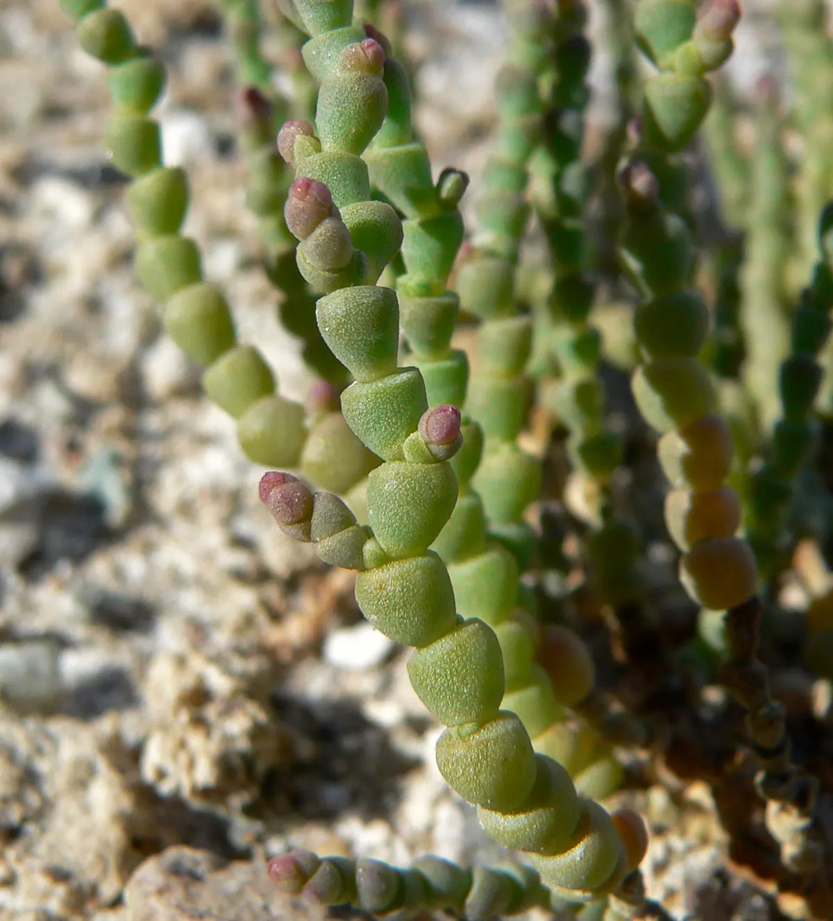 Iodinebush (Allenrolfea Occidentalis) — seed-containing fruits.<br><br>Hardy in USDA zones 7 through 10; its inconspicuous flowers bloom in summer to fall