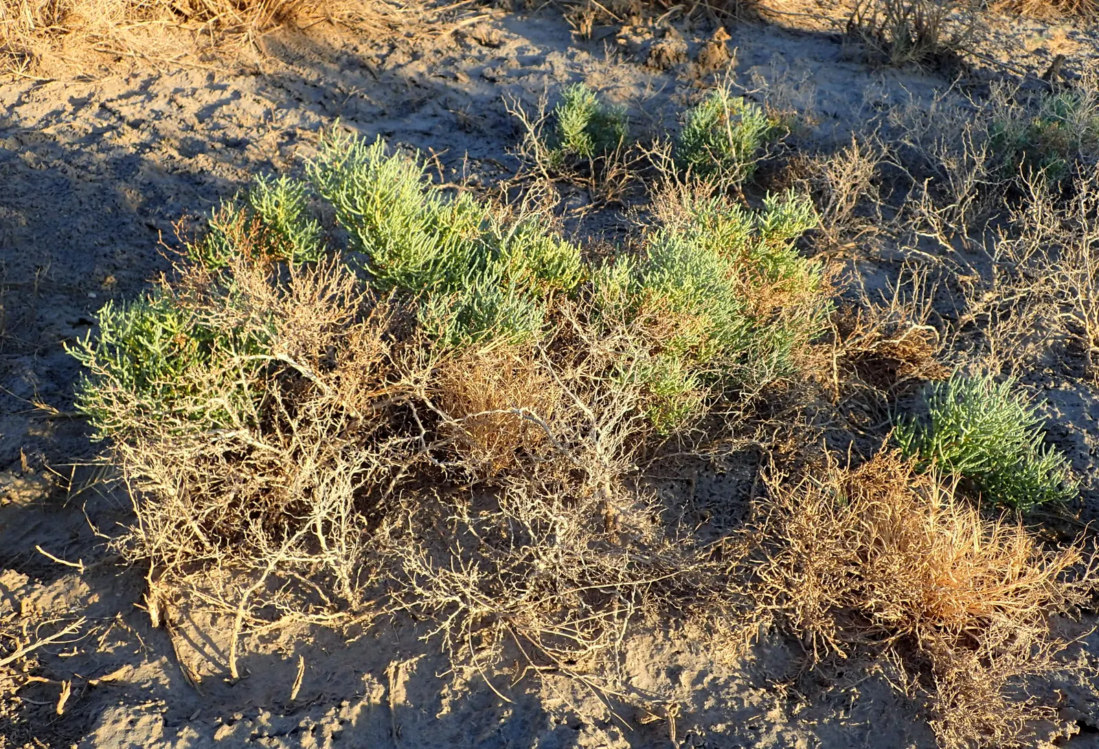 Iodinebush (Allenrolfea Occidentalis) — and it lacks true leaves - a trait that enables it to conserve water in its arid native habitats