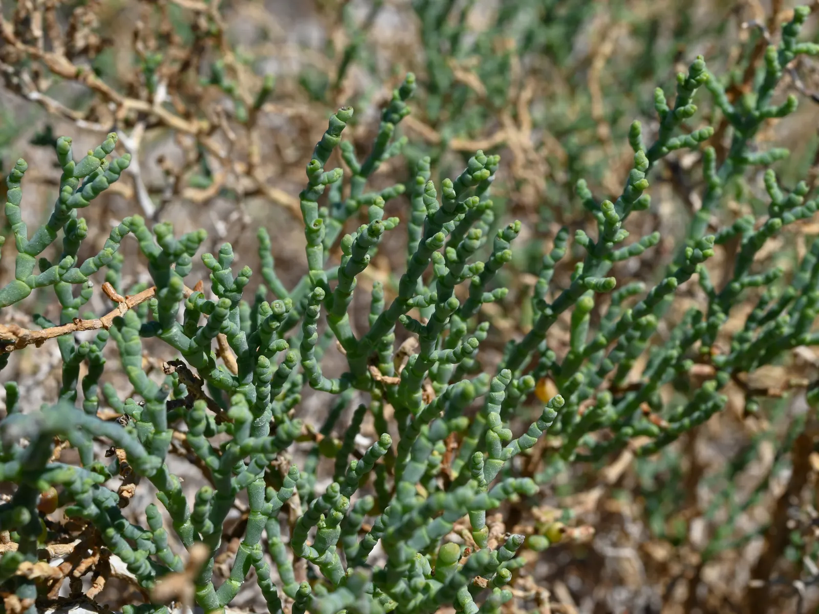 Iodinebush (Allenrolfea Occidentalis) — it stands 1-3 feet tall with spongy