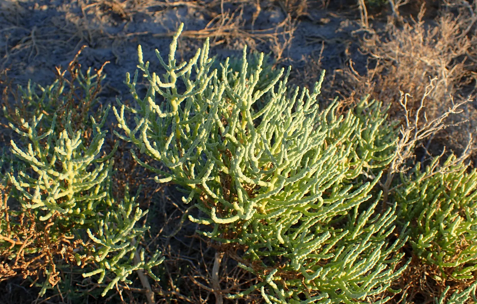 Iodinebush (Allenrolfea Occidentalis) — Its inconspicuous flowers bloom in summer to fall