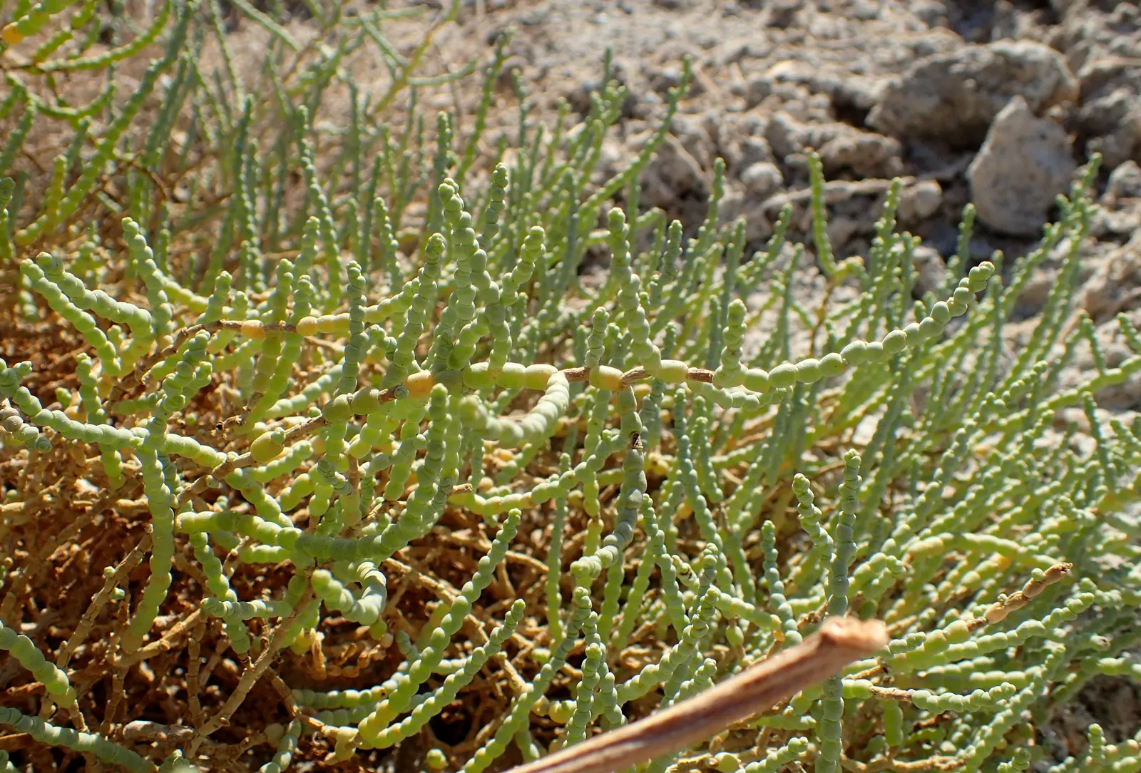 Iodinebush (Allenrolfea Occidentalis) — although it is notably adaptable to poor soil conditions