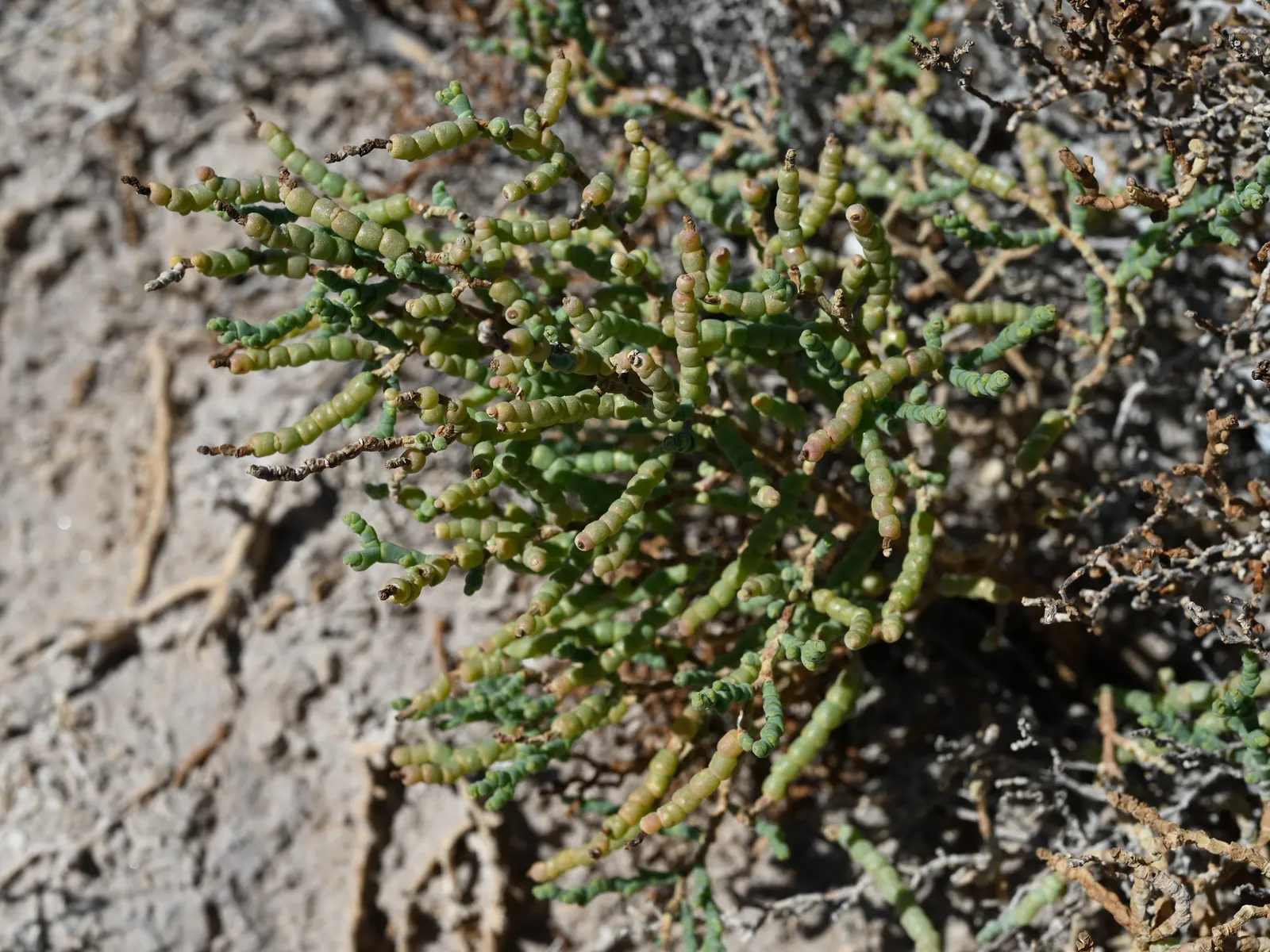 Iodinebush (Allenrolfea Occidentalis) — This low-maintenance halophyte is excellent for xeriscaping and erosion control; rounded profile approximately 4 to 6