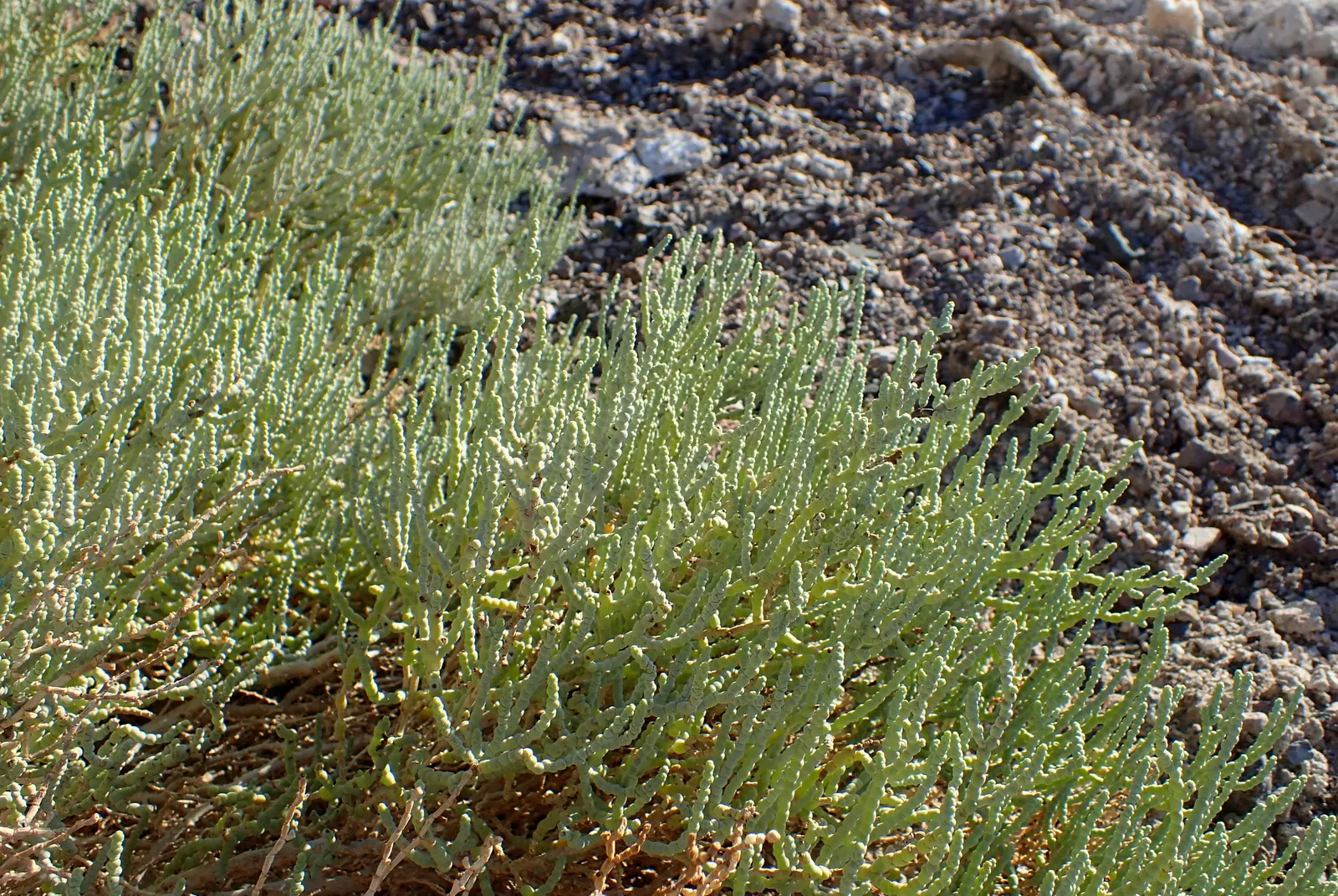 Iodinebush (Allenrolfea Occidentalis) — particularly suited for desert garden themes or xeriscaping designs