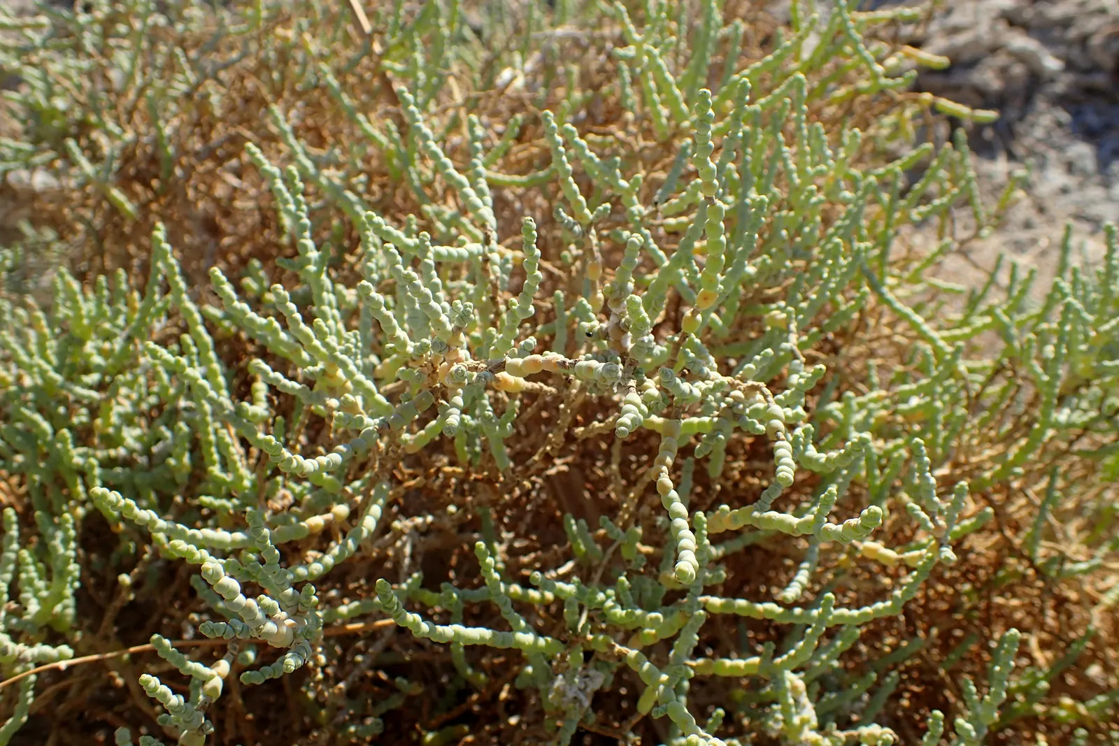 Iodinebush (Allenrolfea Occidentalis) — scientifically known as Allenrolfea occidentalis