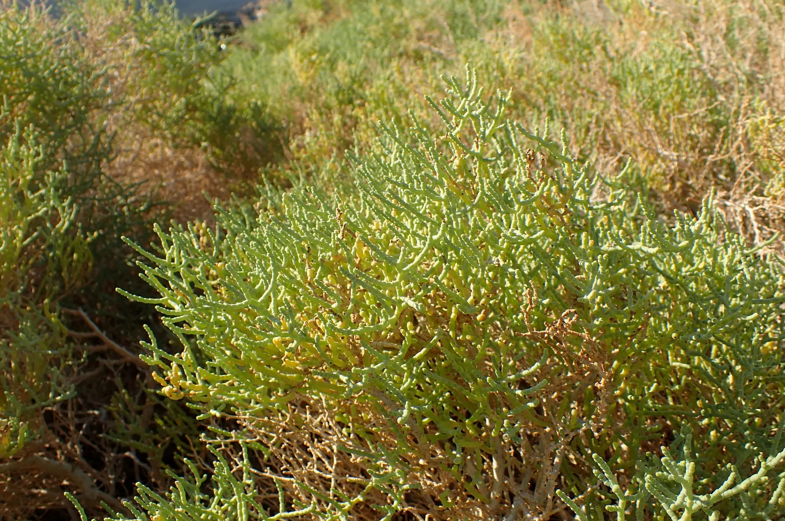 Iodinebush (Allenrolfea Occidentalis) — shrub for full