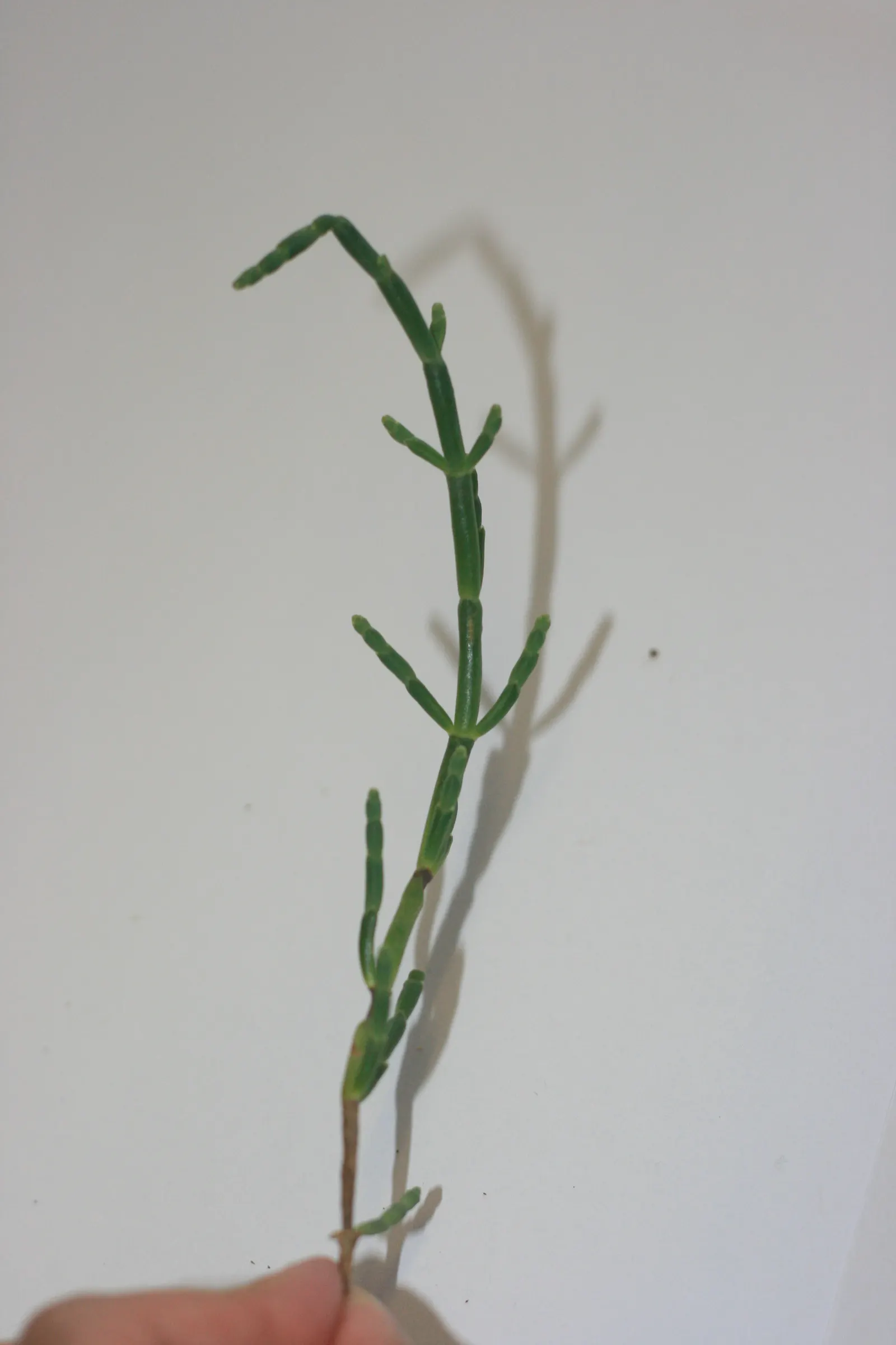 Iodinebush (Allenrolfea Occidentalis) — and it lacks true leaves - a trait that enables it to conserve water in its arid native habitats; scientifically known