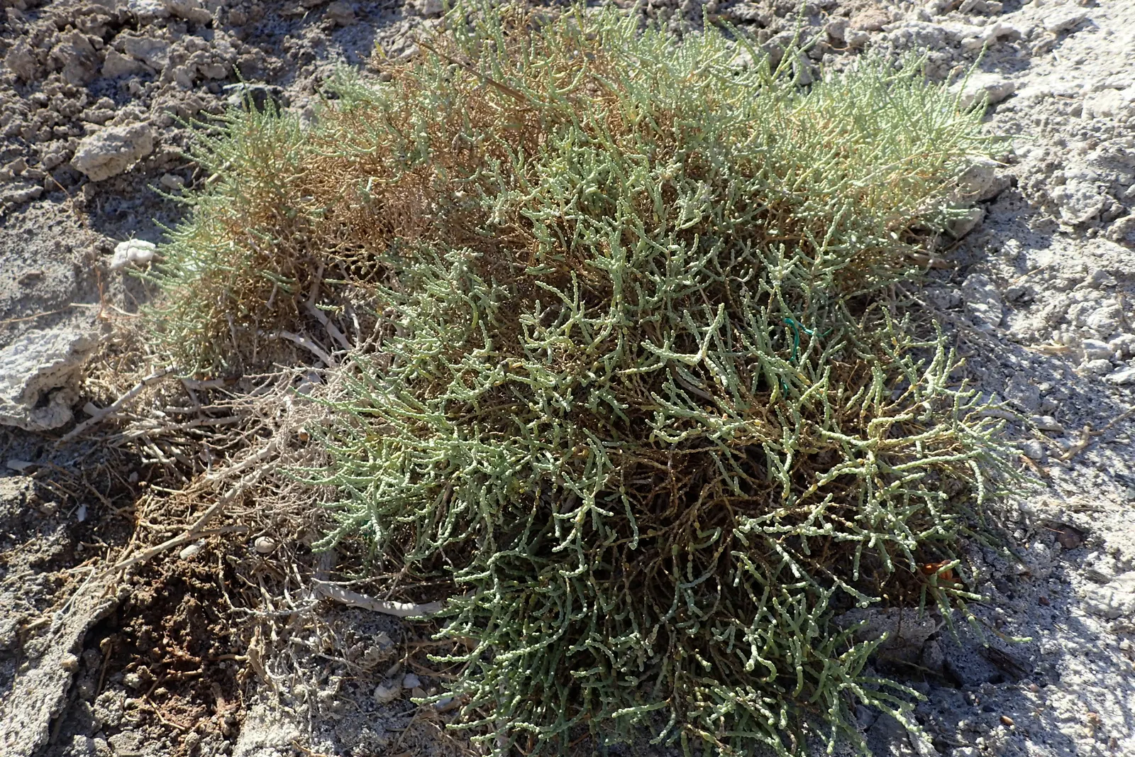 Iodinebush (Allenrolfea Occidentalis) — The plant's color palette ranges from grayish-green to a reddish hue