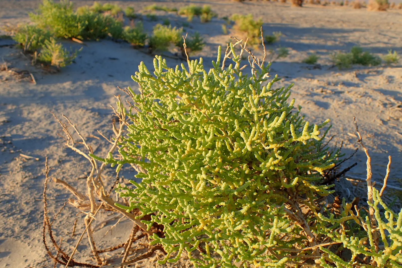 Iodinebush (Allenrolfea Occidentalis) — is a distinctive shrub prominent in North American saline and alkaline environments