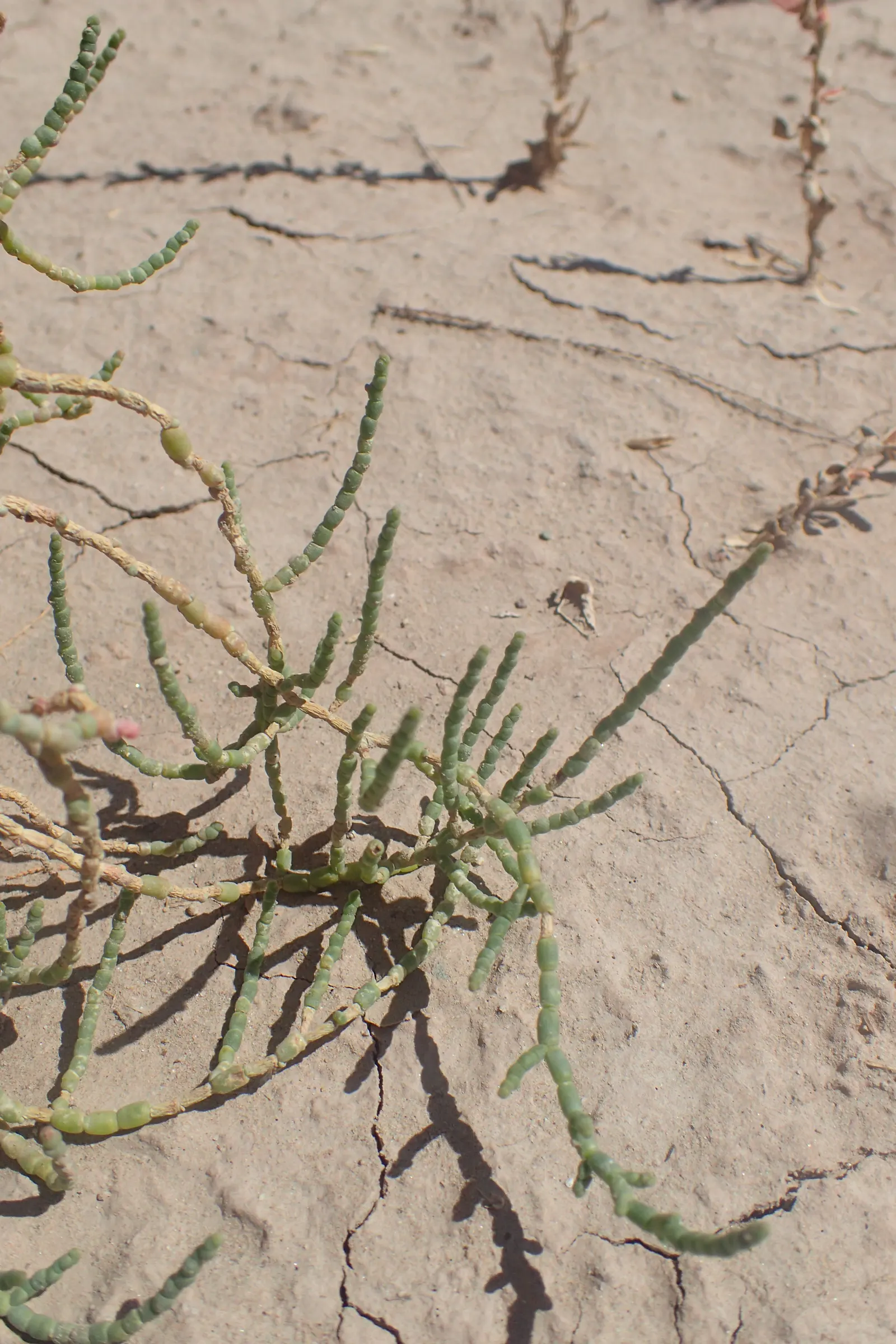 Iodinebush (Allenrolfea Occidentalis) — making it an excellent choice for water-conscious landscapes