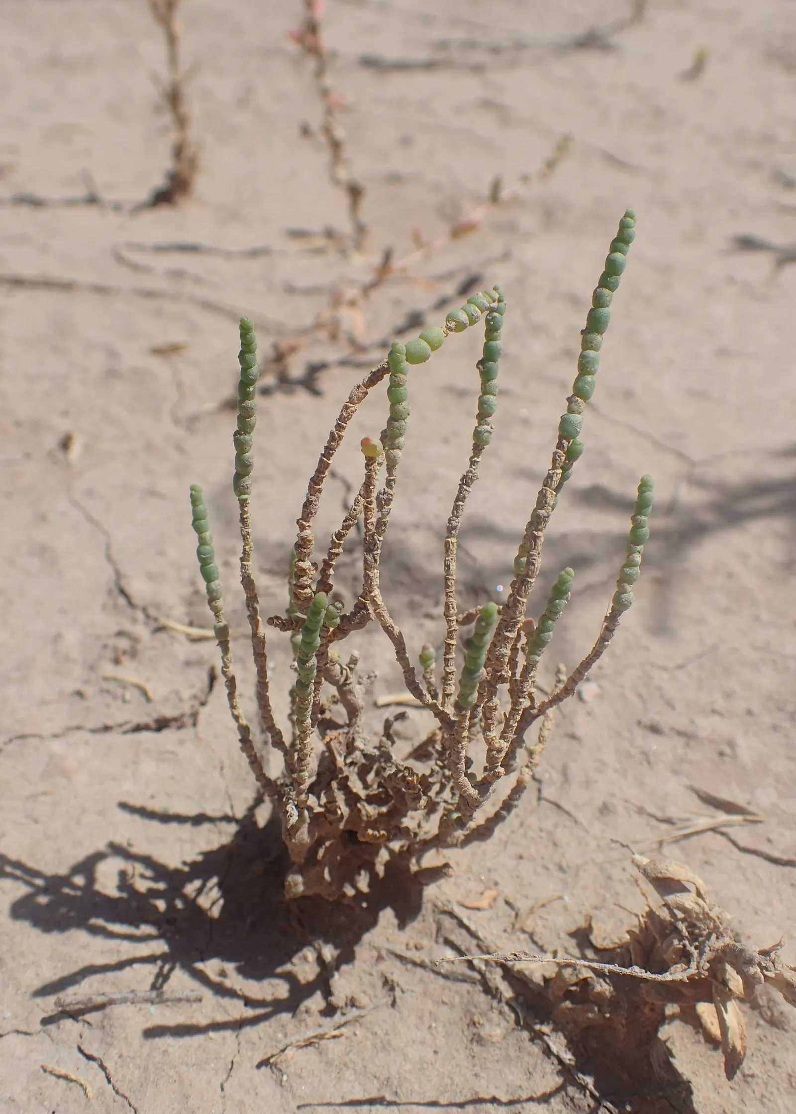Iodinebush (Allenrolfea Occidentalis) — It thrives in full sun exposure and prefers well-draining soils; iodinebush (Allenrolfea occidentalis) is a hardy