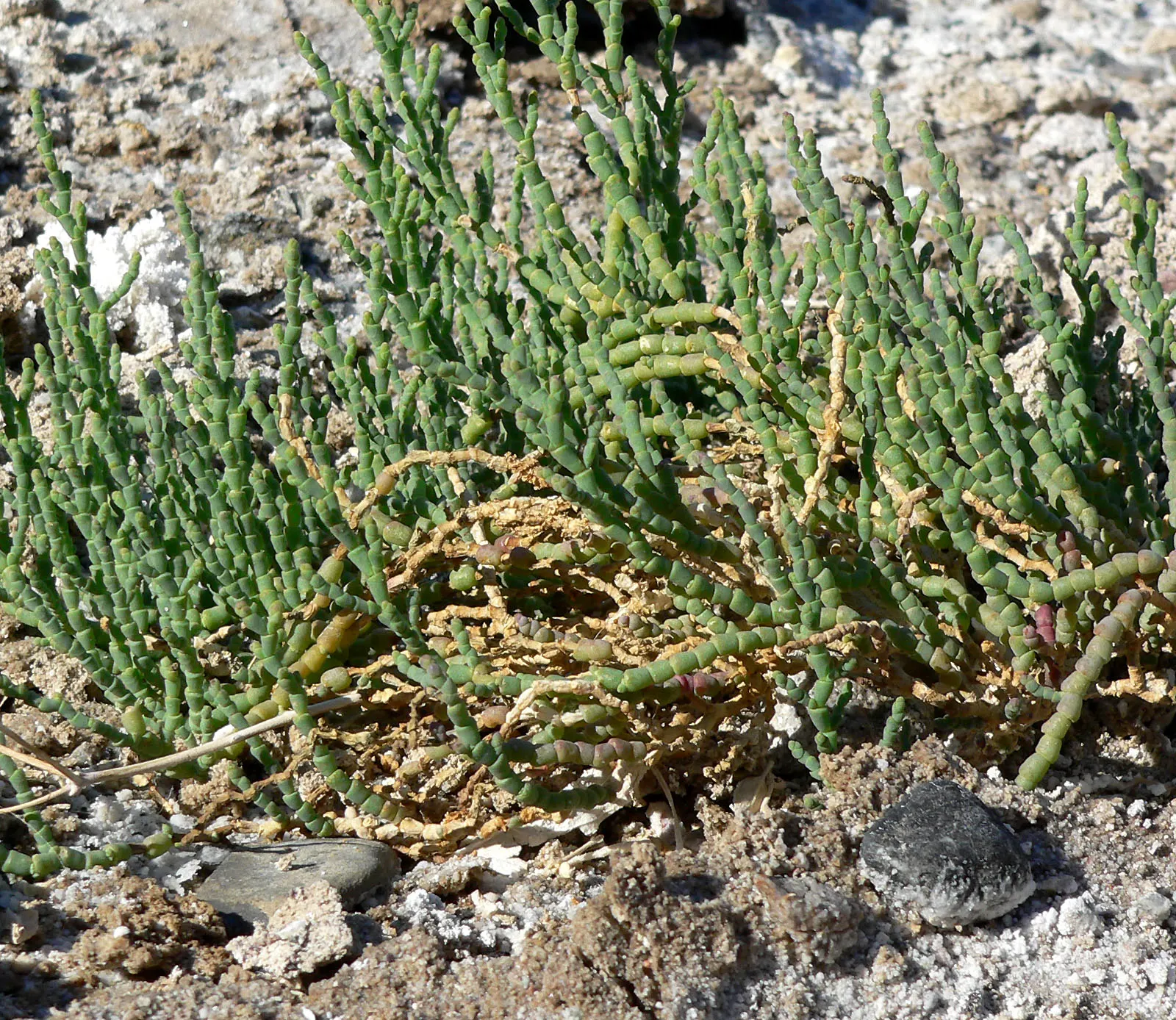 Iodinebush (Allenrolfea Occidentalis) — particularly suited for desert garden themes or xeriscaping designs; allenrolfea occidentalis is ideal for coastal