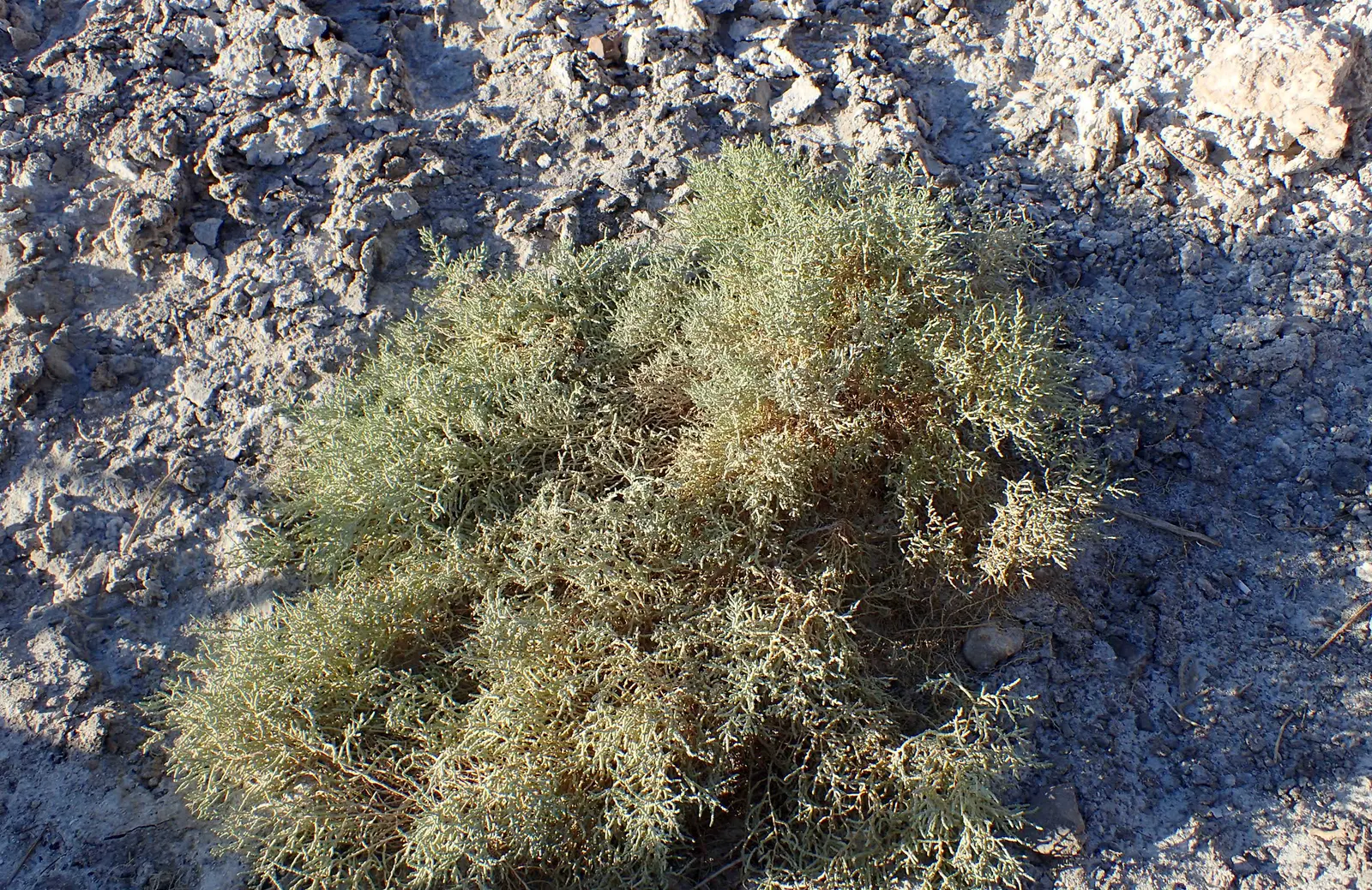 Iodinebush (Allenrolfea Occidentalis) — offering a unique aesthetic that contrasts well with typical greenery