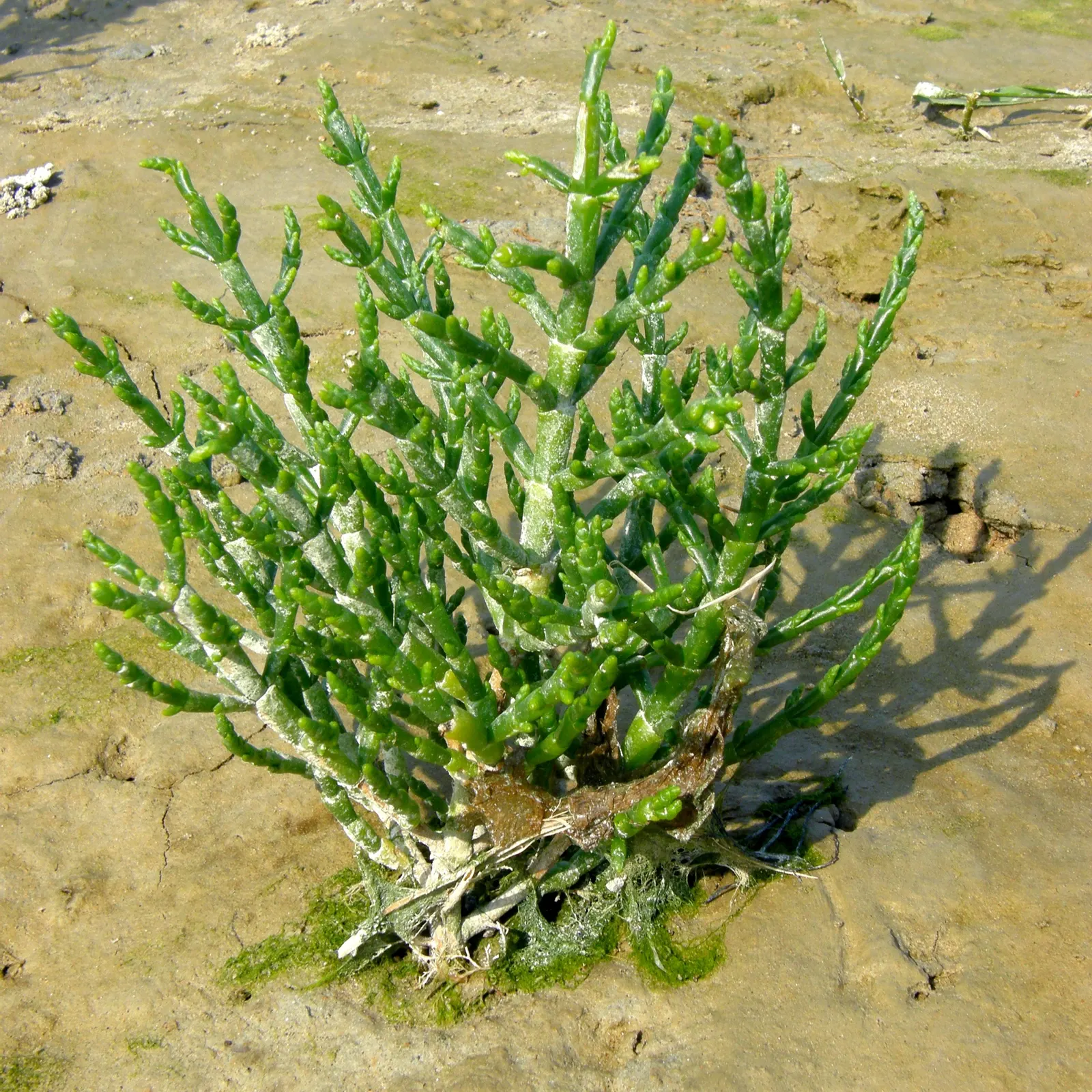 Iodinebush (Allenrolfea Occidentalis) — seed-containing fruits.<br><br>Hardy in USDA zones 7 through 10