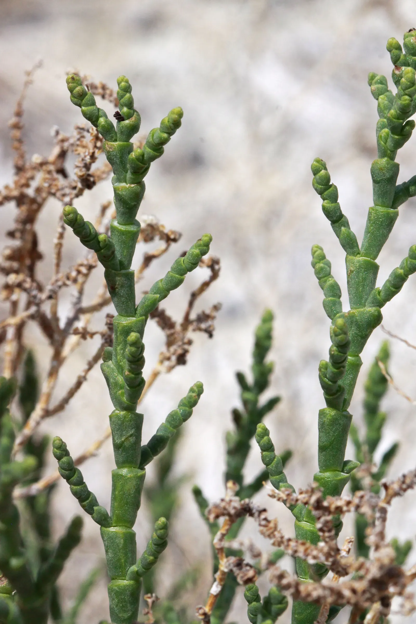 Iodinebush (Allenrolfea Occidentalis) — it stands 1-3 feet tall with spongy; offering a unique aesthetic that contrasts well with typical greenery