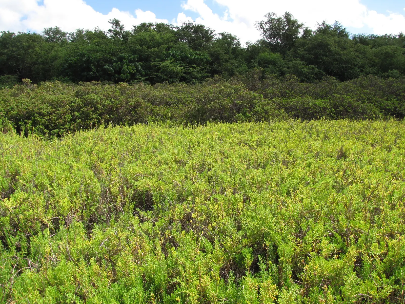 Iodinebush (Allenrolfea Occidentalis) — This halophytic (salt-tolerant) plant is characterized by its succulent