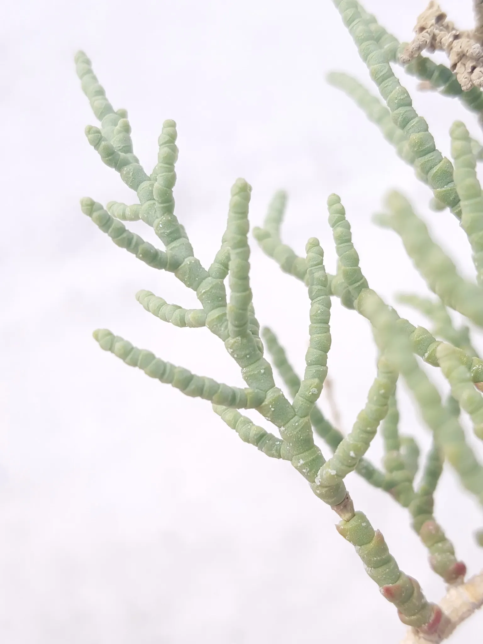 Iodinebush (Allenrolfea Occidentalis) — this low-maintenance shrub requires minimal watering once established; this halophytic (salt-tolerant) plant is