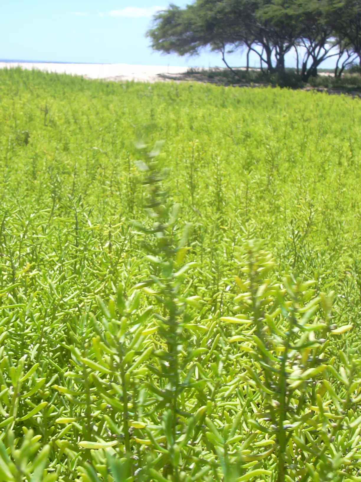 Iodinebush (Allenrolfea Occidentalis) — This halophytic (salt-tolerant) plant is characterized by its succulent; this low-maintenance halophyte is excellent