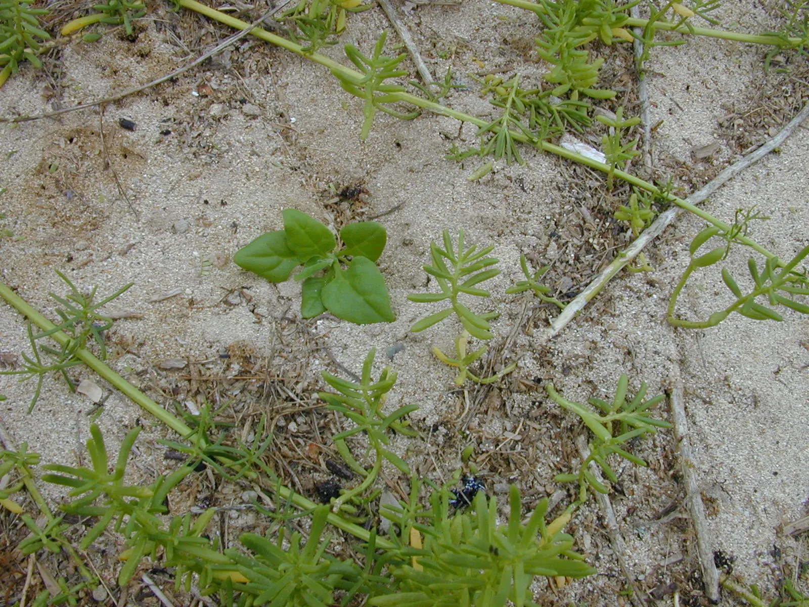 Iodinebush (Allenrolfea Occidentalis) — Adds unique texture and salt-tolerant resilience to landscapes; it stands 1-3 feet tall with spongy