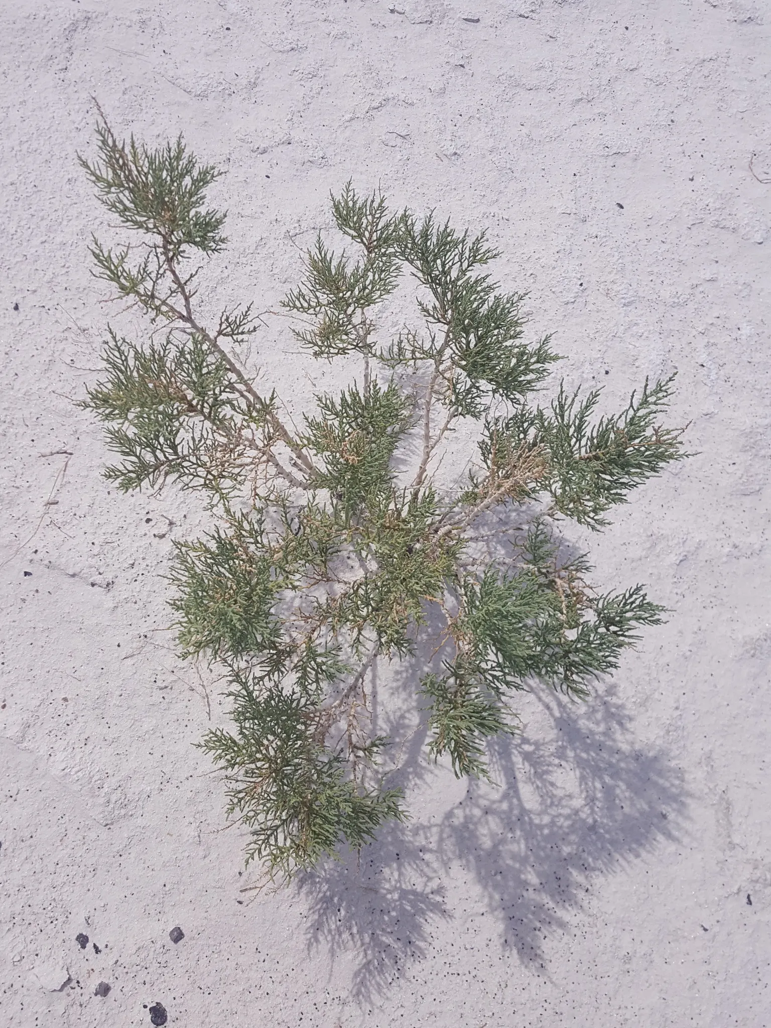 Iodinebush (Allenrolfea Occidentalis) — although it is notably adaptable to poor soil conditions; adds unique texture and salt-tolerant resilience to landscapes