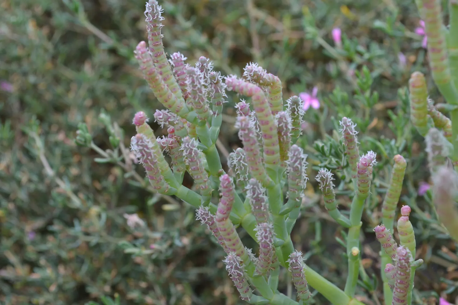 Iodinebush (Allenrolfea Occidentalis) — rounded profile approximately 4 to 6 feet in diameter.<br><br>The Iodinebush's foliage is rudimentary