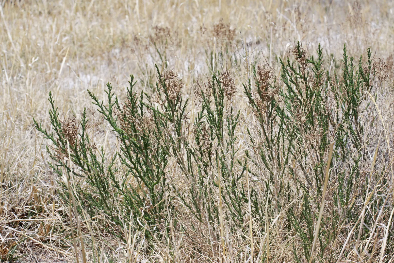 Iodinebush (Allenrolfea Occidentalis) — Iodinebush (Allenrolfea occidentalis) is a hardy, evergreen shrub thriving in arid zones