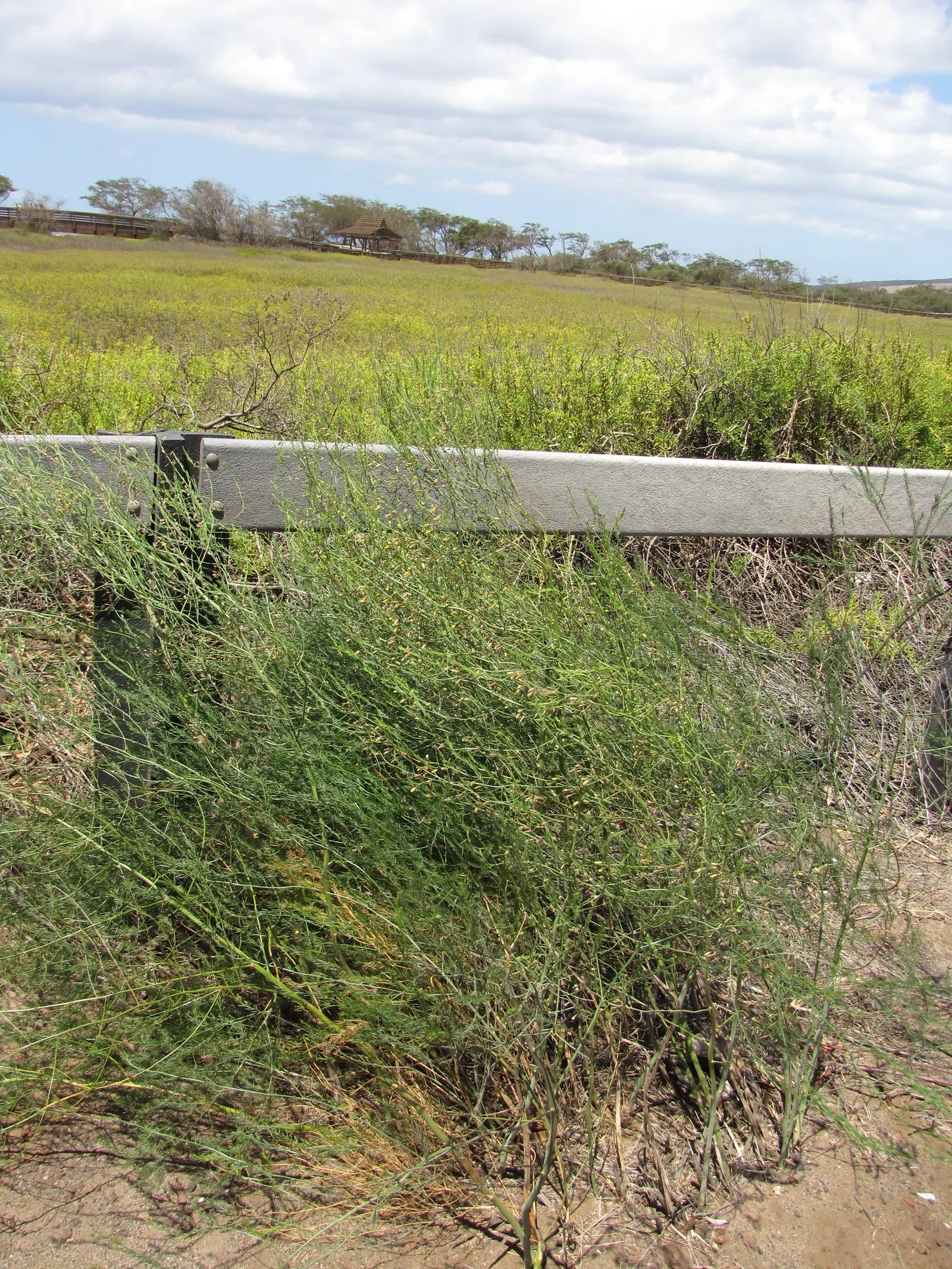 Iodinebush (Allenrolfea Occidentalis) — which can grow up to 3 feet tall and spread outwards
