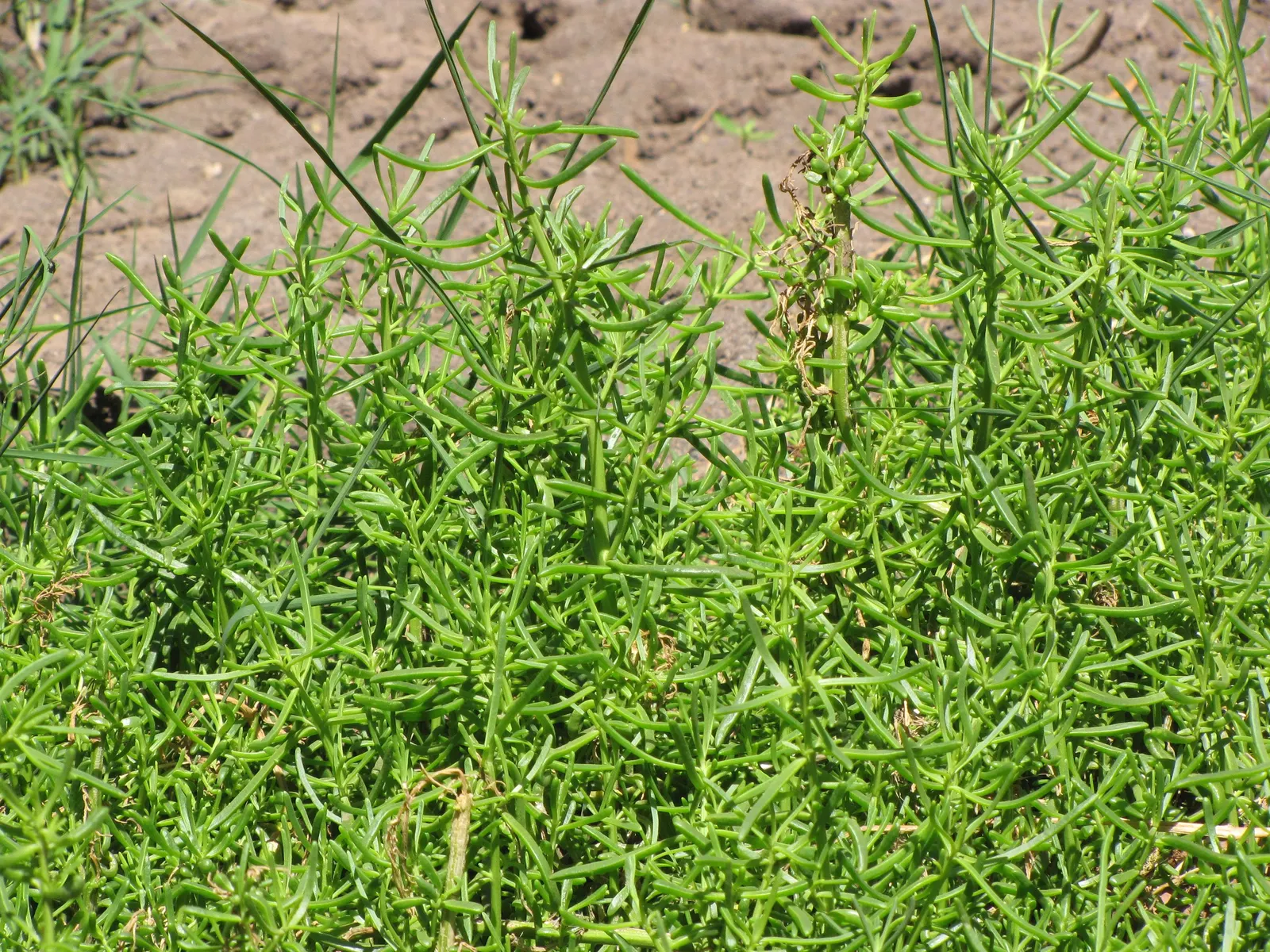 Iodinebush (Allenrolfea Occidentalis) — this low-maintenance shrub requires minimal watering once established