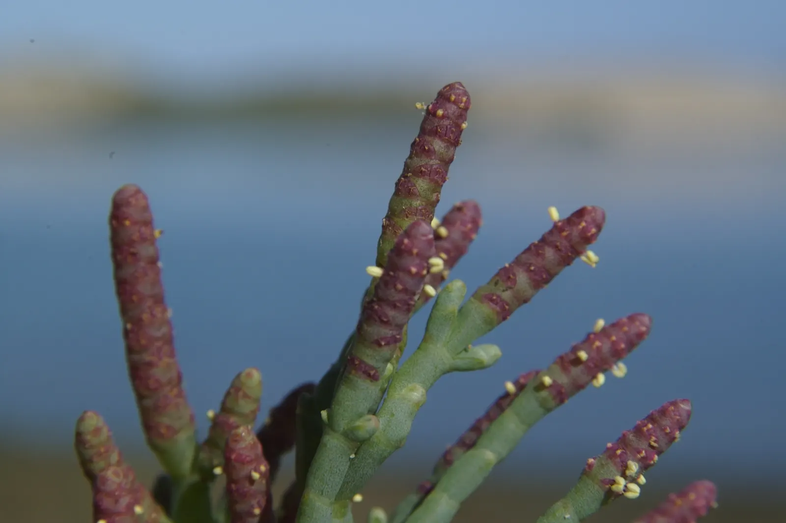 Iodinebush (Allenrolfea Occidentalis) — It thrives in full sun exposure and prefers well-draining soils