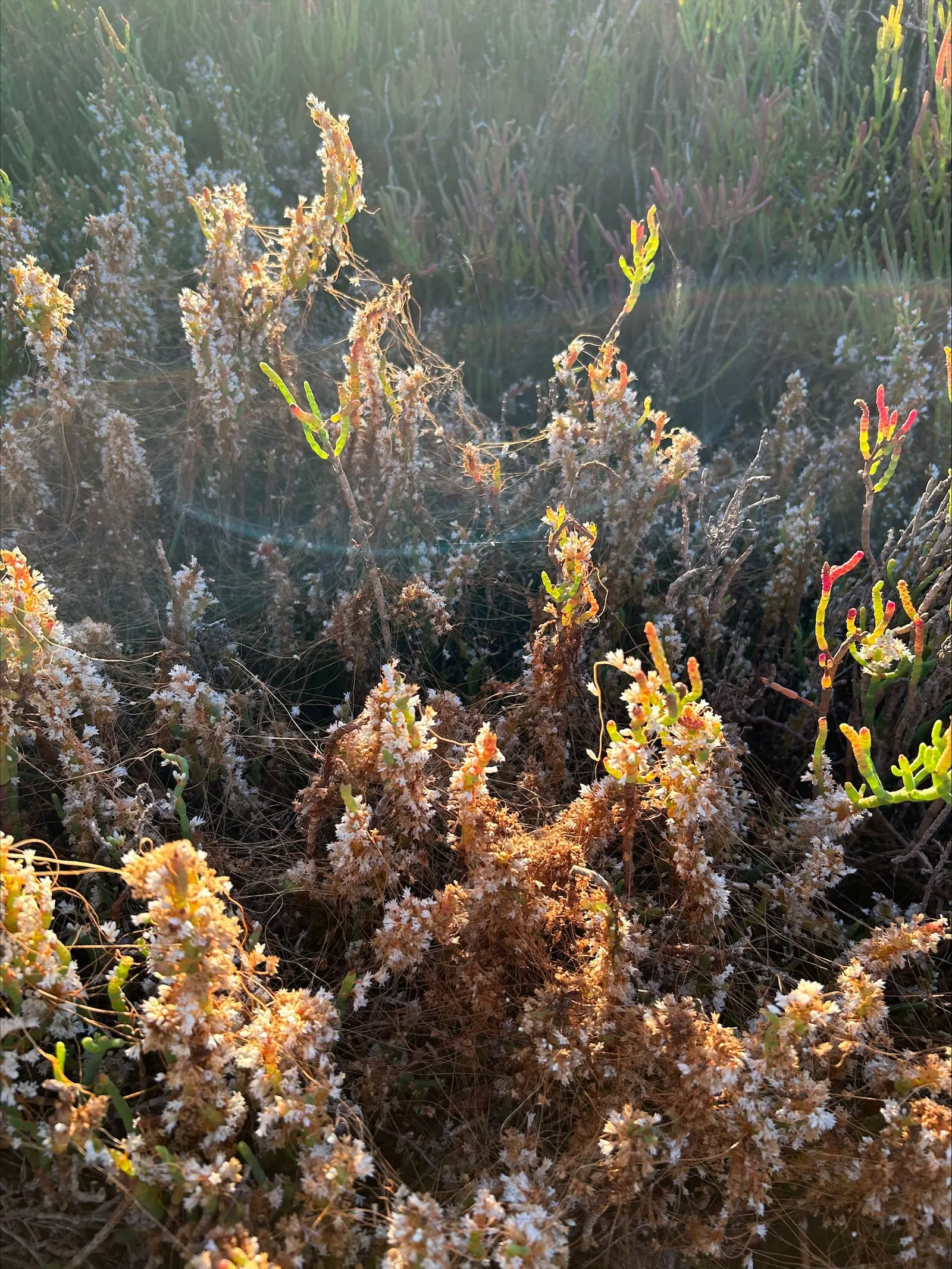 Iodinebush (Allenrolfea Occidentalis) — which can grow up to 3 feet tall and spread outwards, image 38