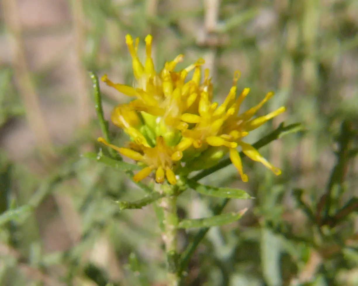Iodinebush (Allenrolfea Occidentalis) — scientifically known as Allenrolfea occidentalis; is a distinctive shrub prominent in North American saline and