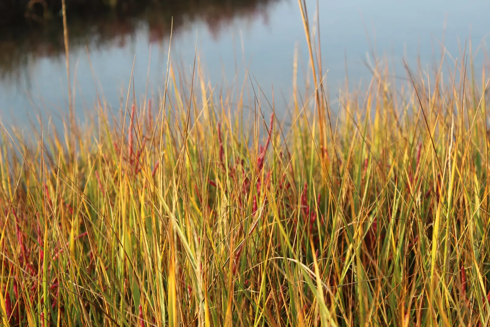 Iodinebush (Allenrolfea Occidentalis) — succulent stems and scale-like leaves that minimize water loss