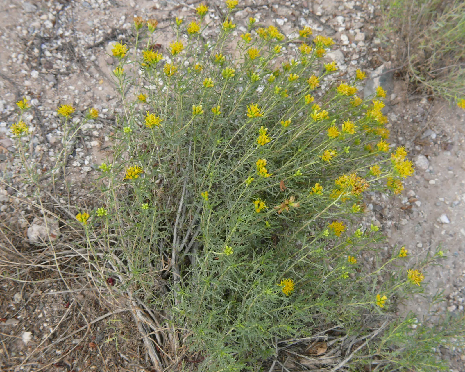Iodinebush (Allenrolfea Occidentalis) — requiring full sun and minimal water once established; making it an excellent choice for water-conscious landscapes