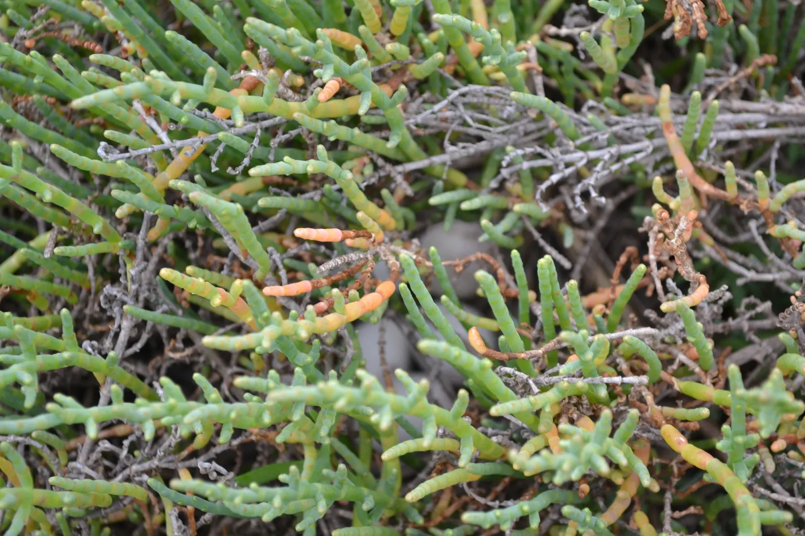 Iodinebush (Allenrolfea Occidentalis) — Its inconspicuous flowers bloom in summer to fall; requiring full sun and minimal water once established