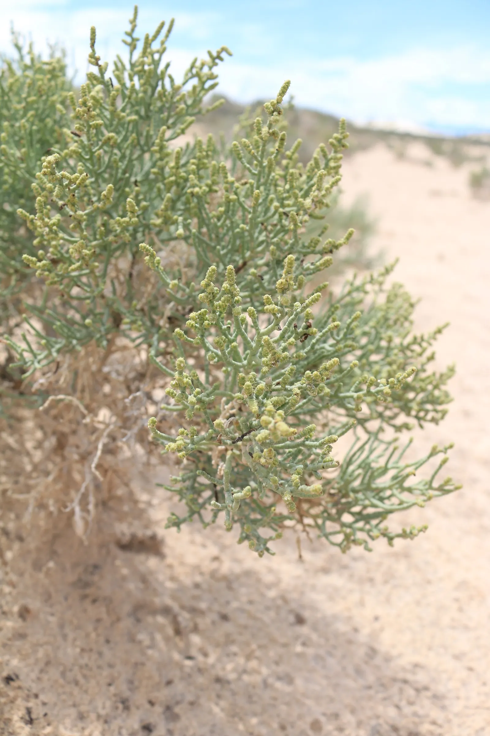 Iodinebush (Allenrolfea Occidentalis) — is a distinctive shrub prominent in North American saline and alkaline environments; the plant's color palette ranges