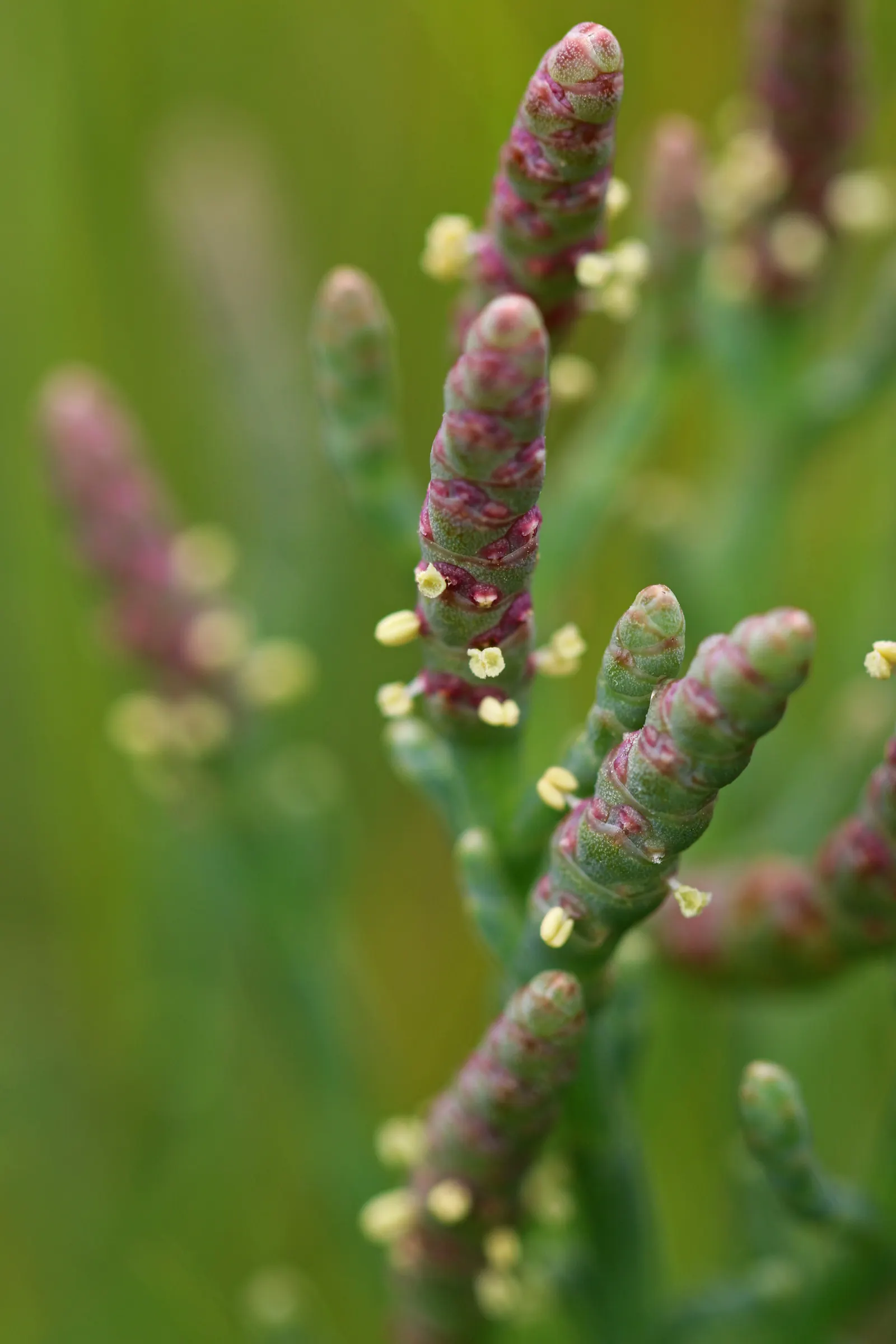Iodinebush (Allenrolfea Occidentalis) — Adaptable to saline soils