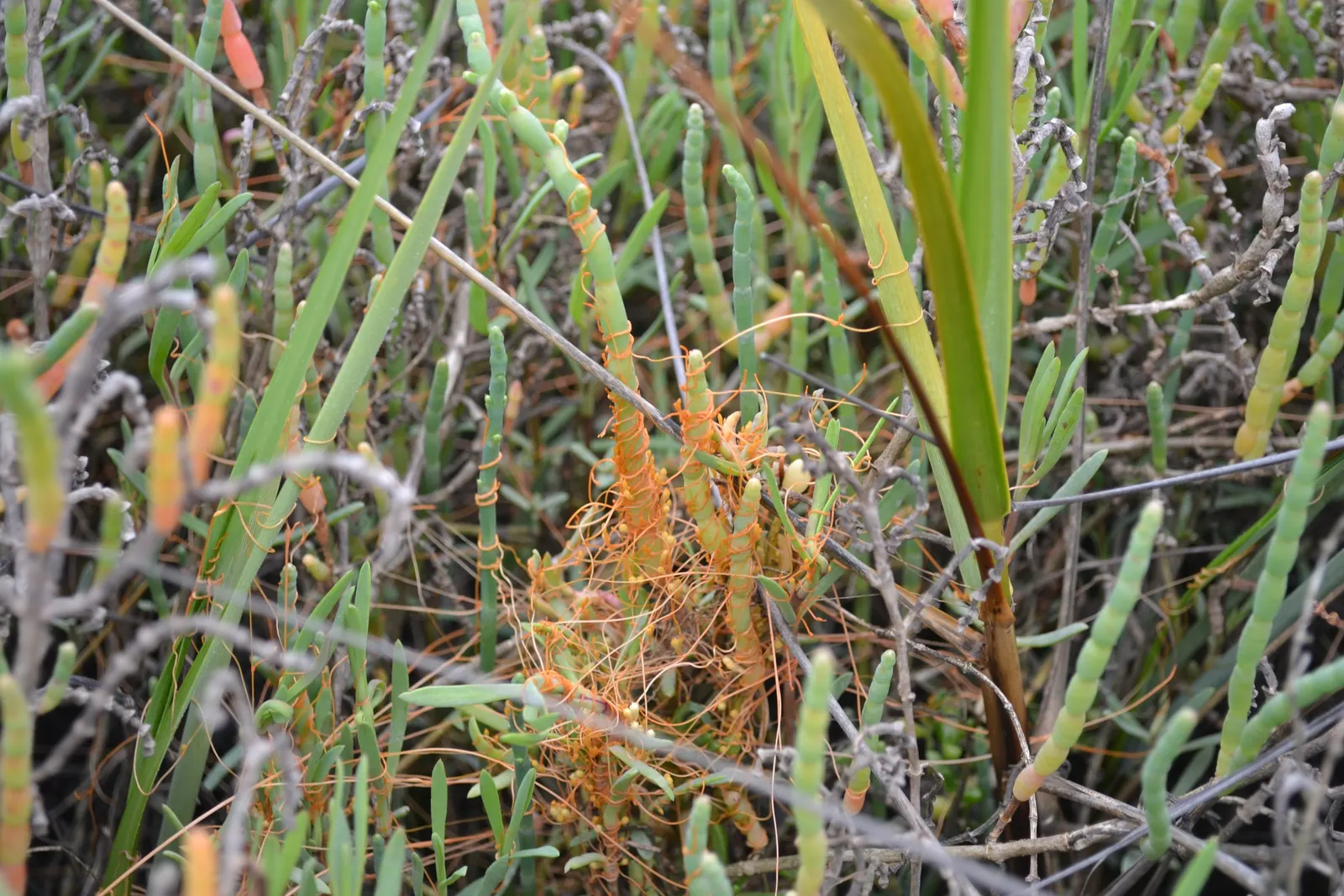 Iodinebush (Allenrolfea Occidentalis) — offering a unique aesthetic that contrasts well with typical greenery; although it is notably adaptable to poor soil