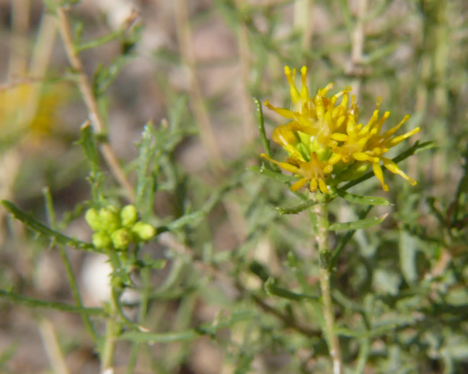 Iodinebush (Allenrolfea Occidentalis) — Allenrolfea occidentalis is ideal for coastal areas or sites where winter road salt may be a concern