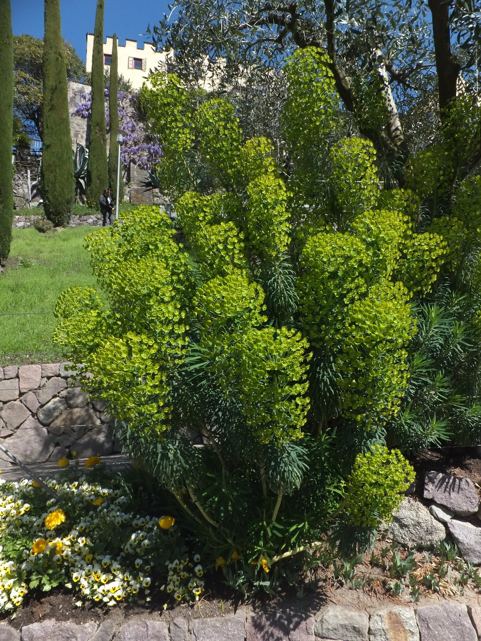 Bush Or Dome Euphorbia (Euphorbia Characias) — each encasing tiny central flowers