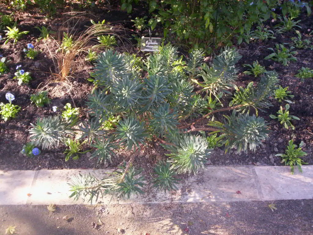 Bush Or Dome Euphorbia (Euphorbia Characias) — adding a striking visual contrast to the foliage; green flowers in the garden, image 67