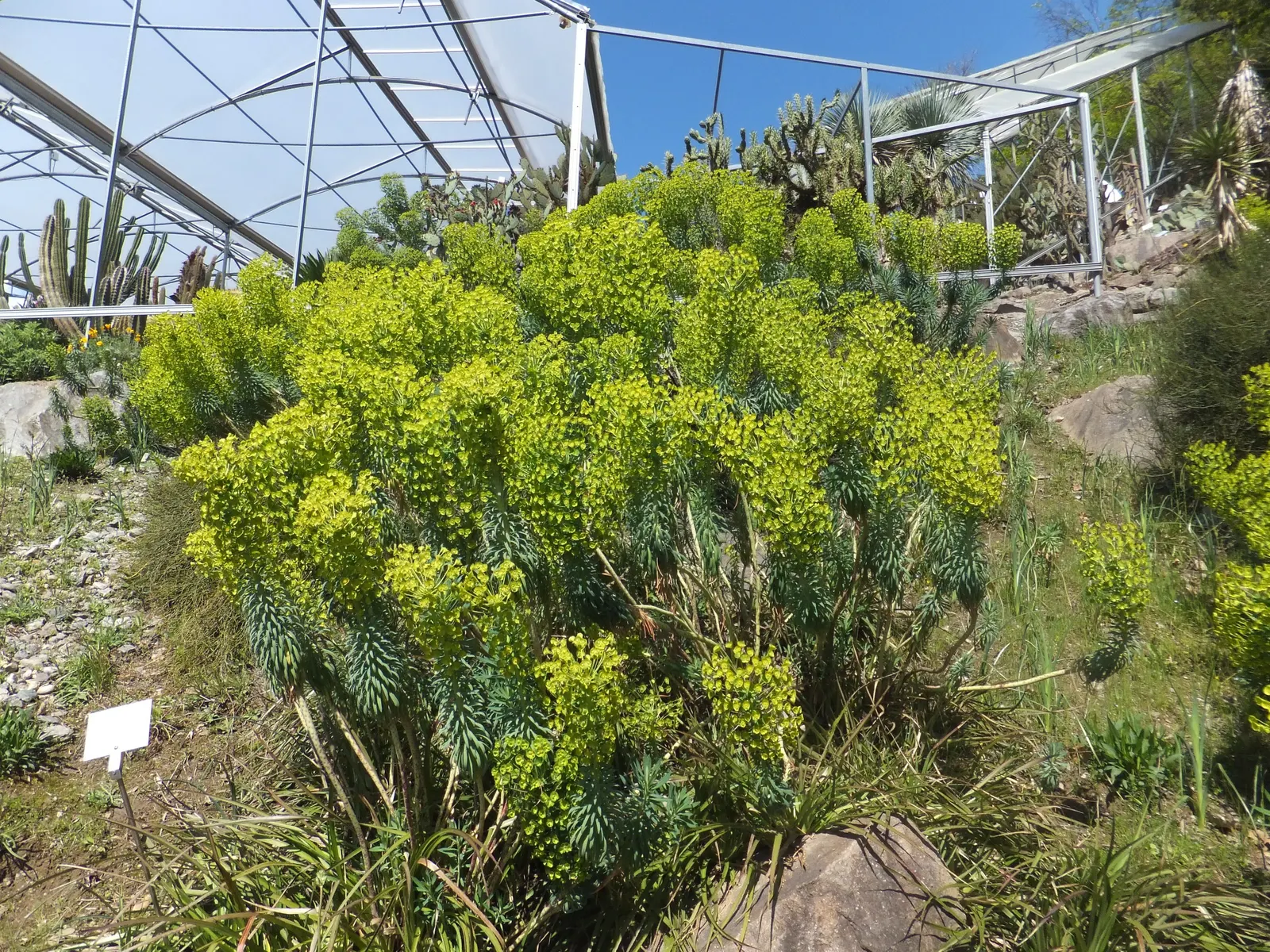 Bush Or Dome Euphorbia (Euphorbia Characias) — Euphorbia characias provides texture